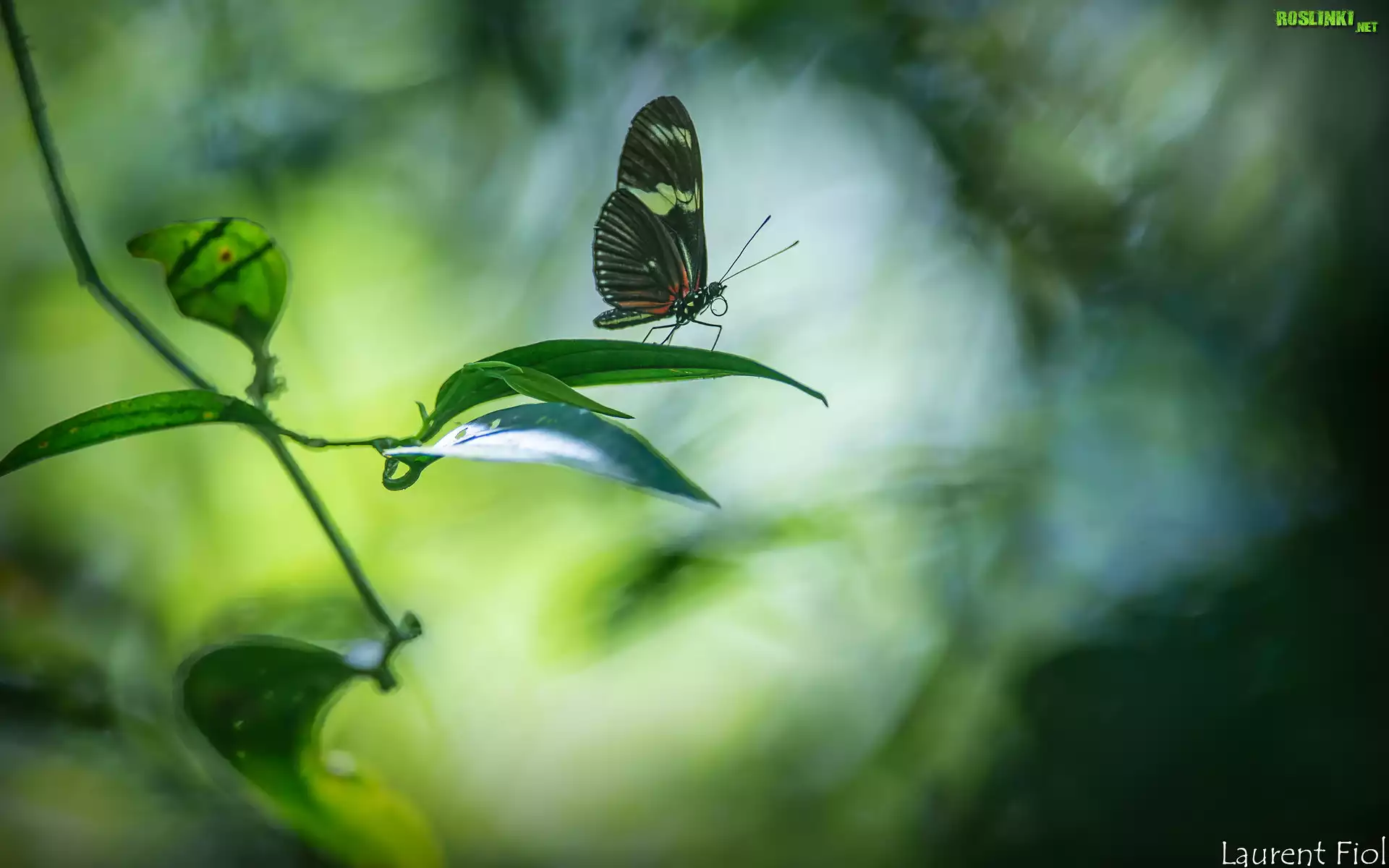 Egzotyczny, Motyl, Heliconius hortense, Gałązka, Liście