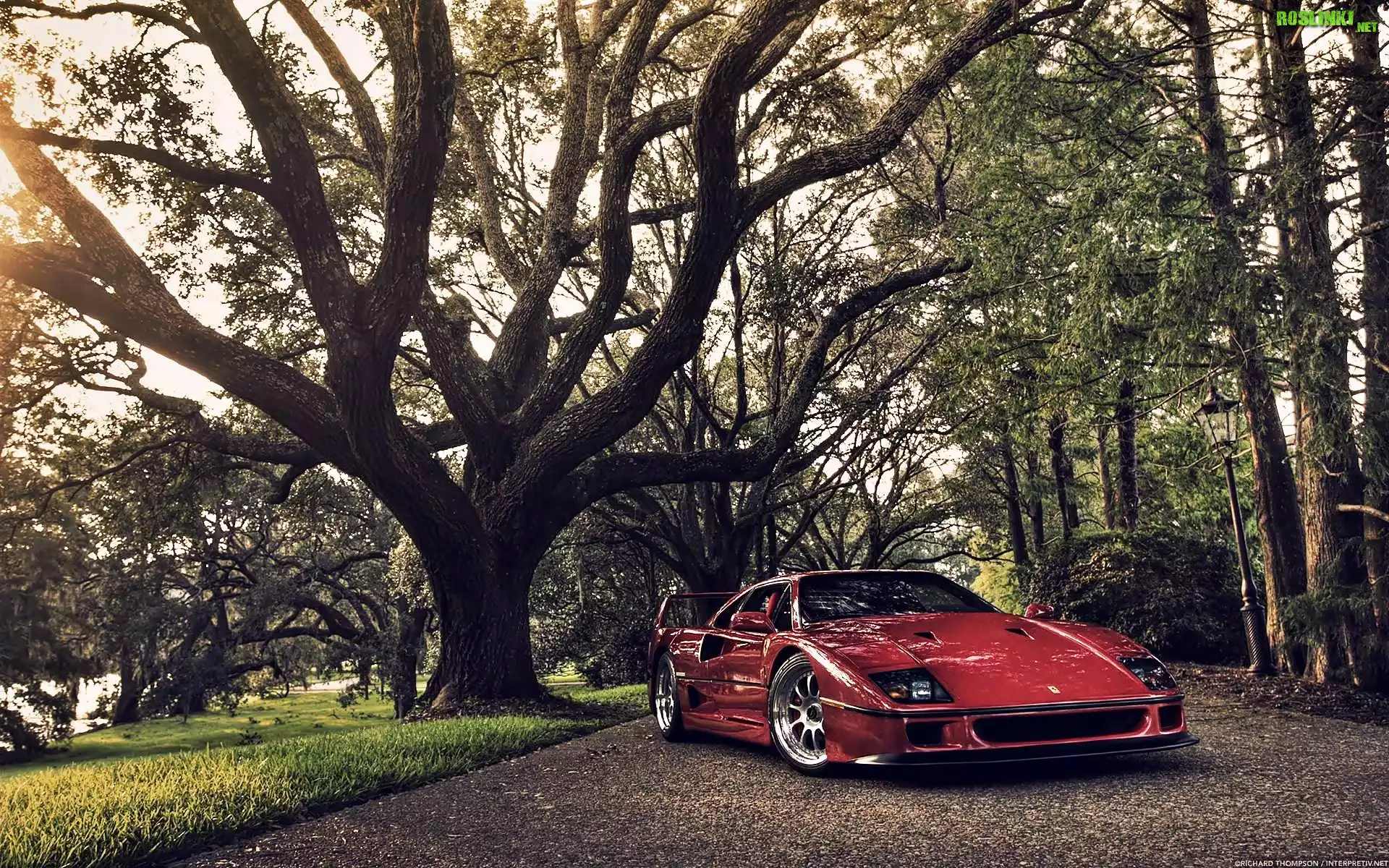 Ferrari F40, Drzewa