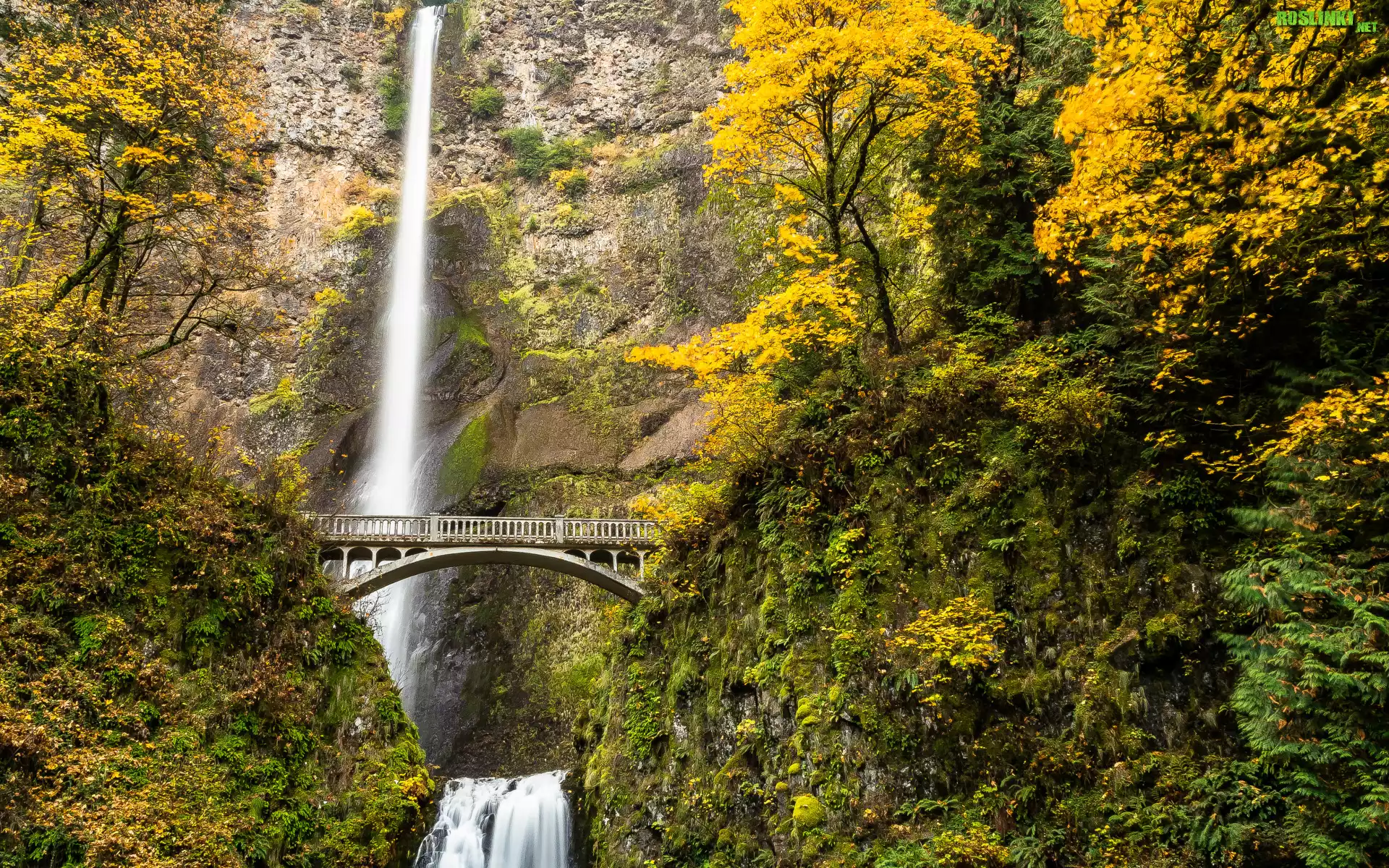 Wodospad, Multnomah Falls, Most, Drzewa, Las, Jesień, Stan Oregon, Stany Zjednoczone