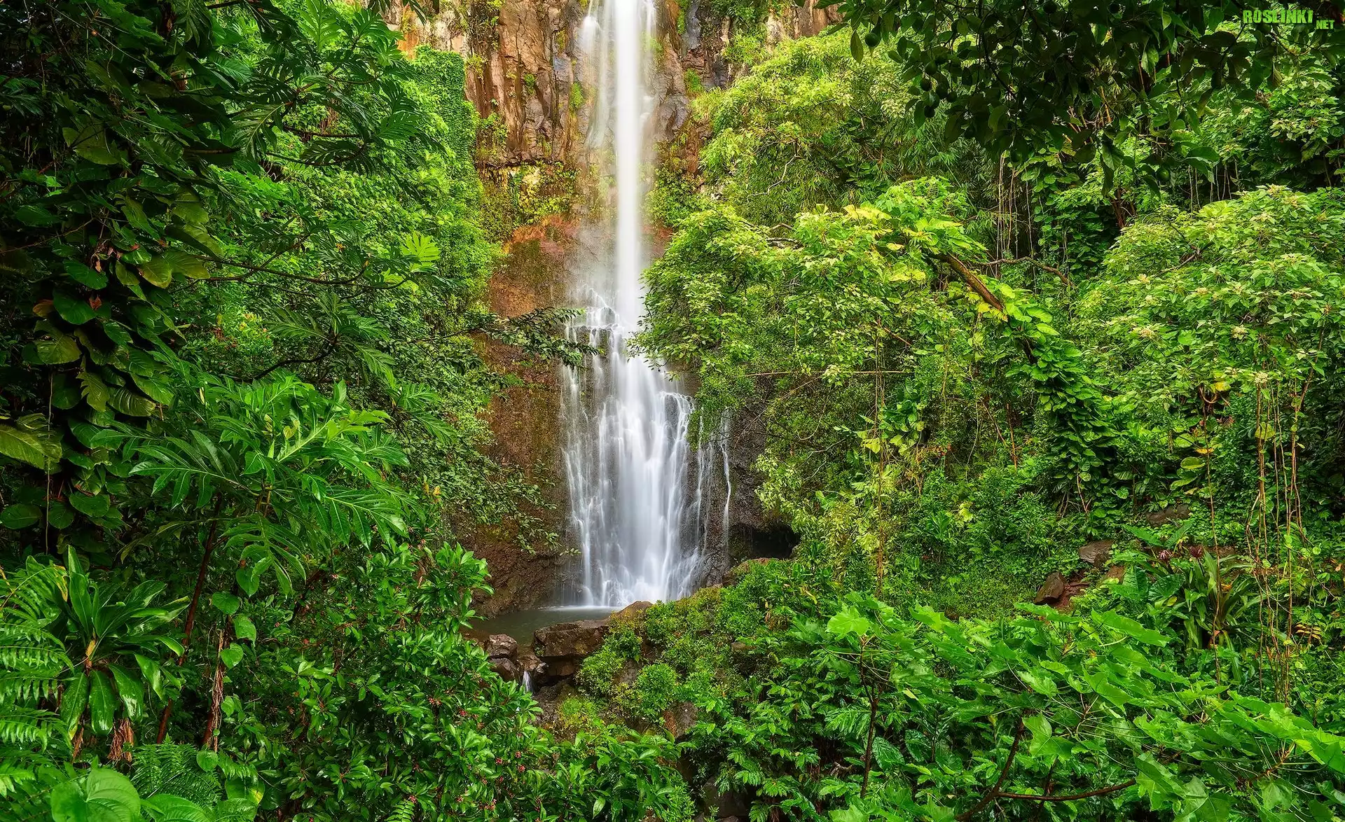 Wodospad Waimoku Falls, Park Narodowy Haleakala, Wyspa Maui, Hawaje, Drzewa, Roślinność