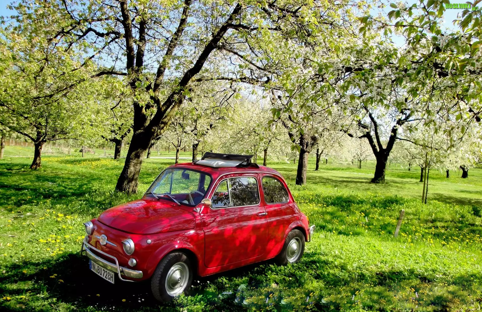 Fiat 500, Sad, Trawa