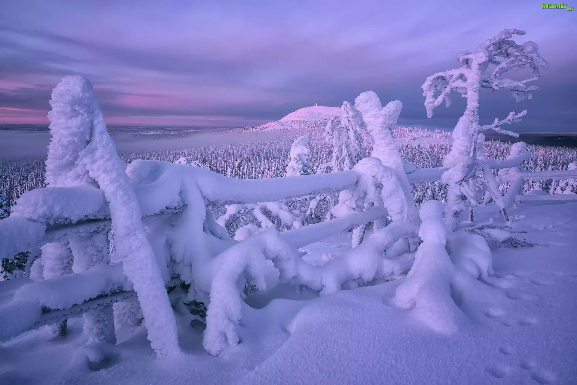 Zima, Zaśnieżone, Drzewa, Ogrodzenie, Wzgórze, Rezerwat Valtavaara, Laponia, Finlandia