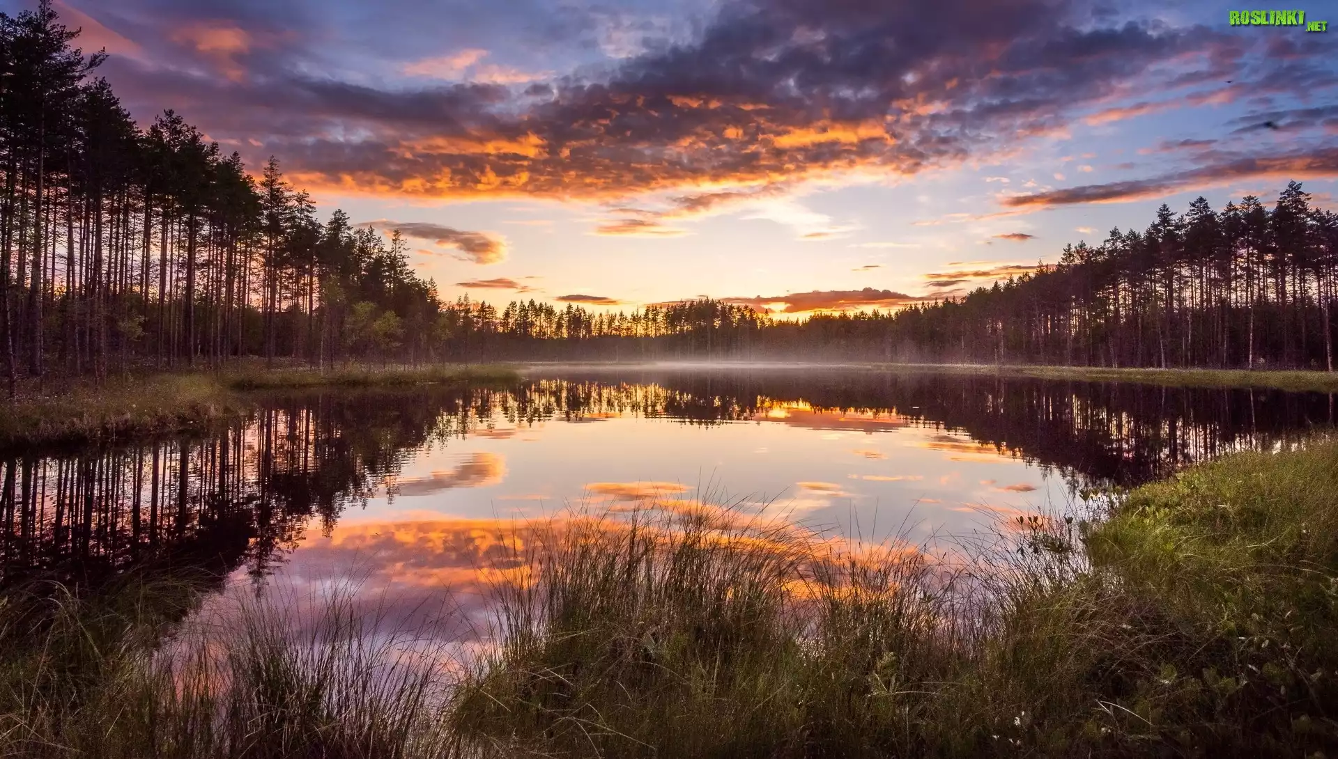 Finlandia, Lieksa, Park Narodowy Patvinsuo, Staw, Mgła, Drzewa, Roślinność, Chmury, Zachód słońca, Odbicie