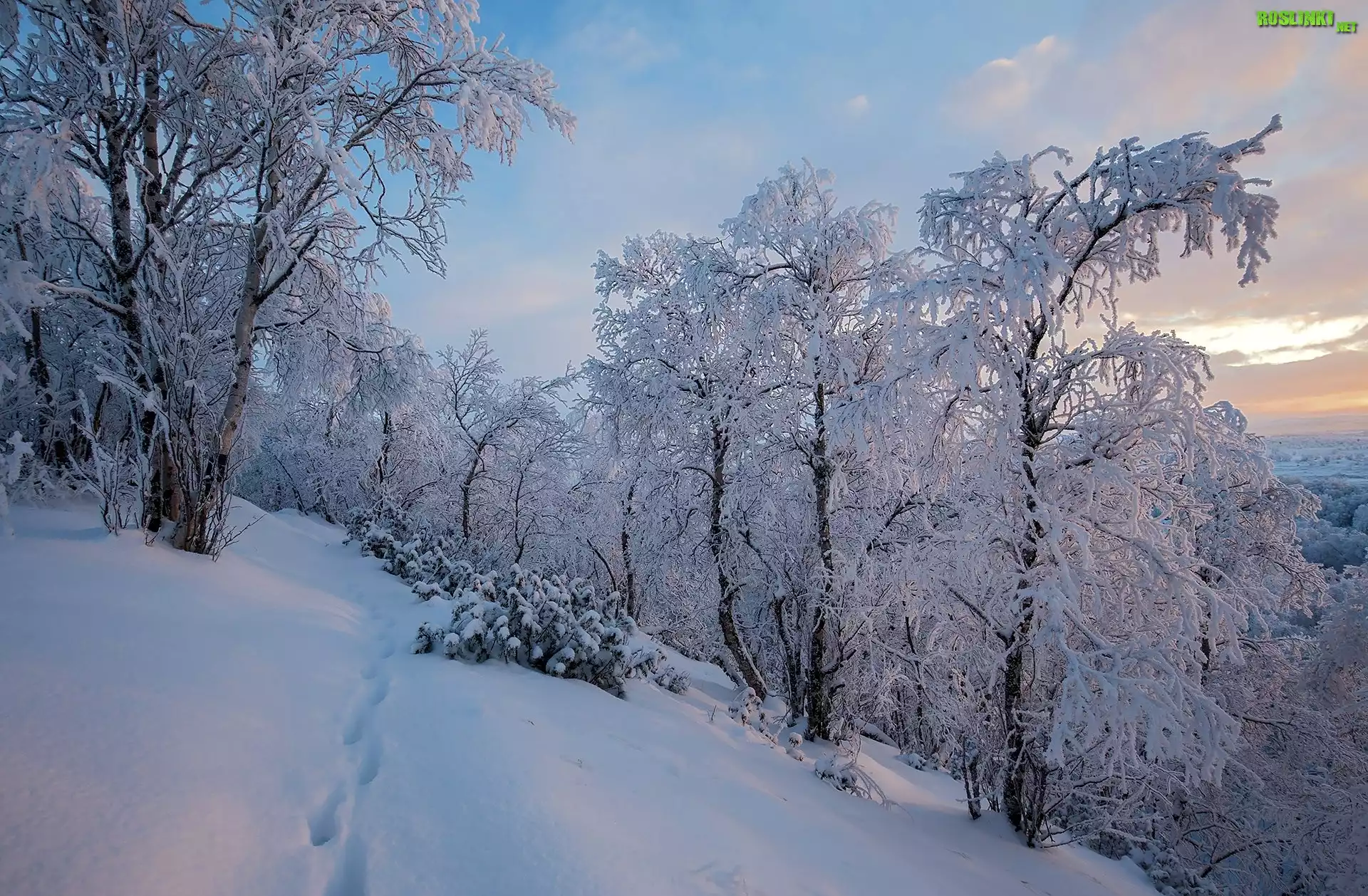 Finlandia, Laponia, Zima, Ośnieżone, Drzewa