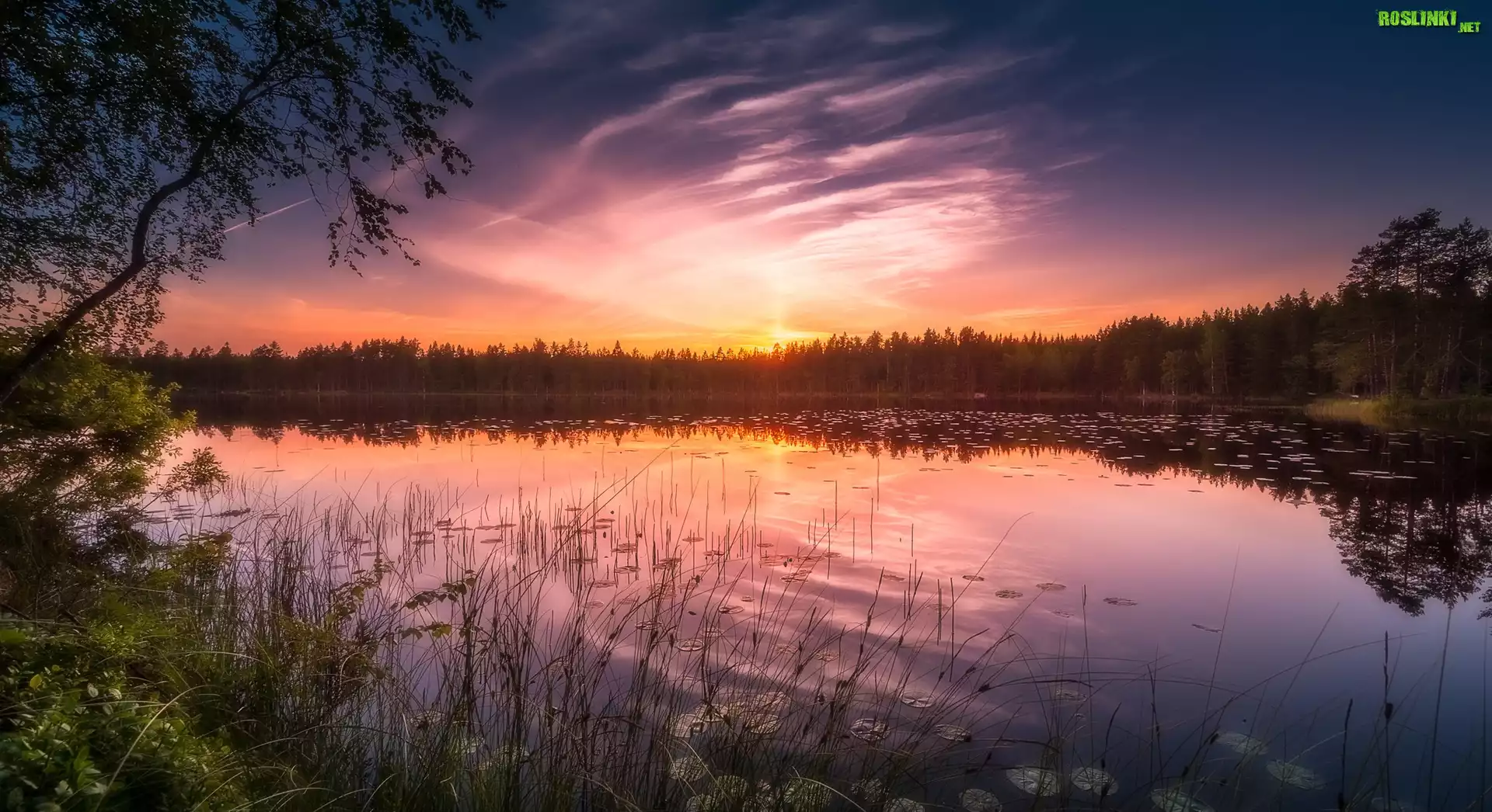Finlandia, Gmina Ruovesi, Park Narodowy Helvetinjärvi, Jezioro Siikajärvi, Zachód słońca, Drzewa