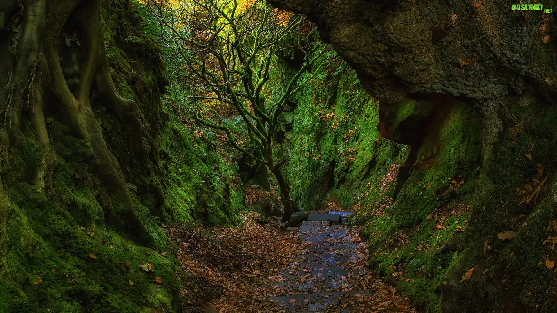 Szkocja, Hrabstwo Stirlingshire, Wąwóz Finnich Glen, Diabelskie schody - The Devils Staircase, Skały, Drzewa, Mech