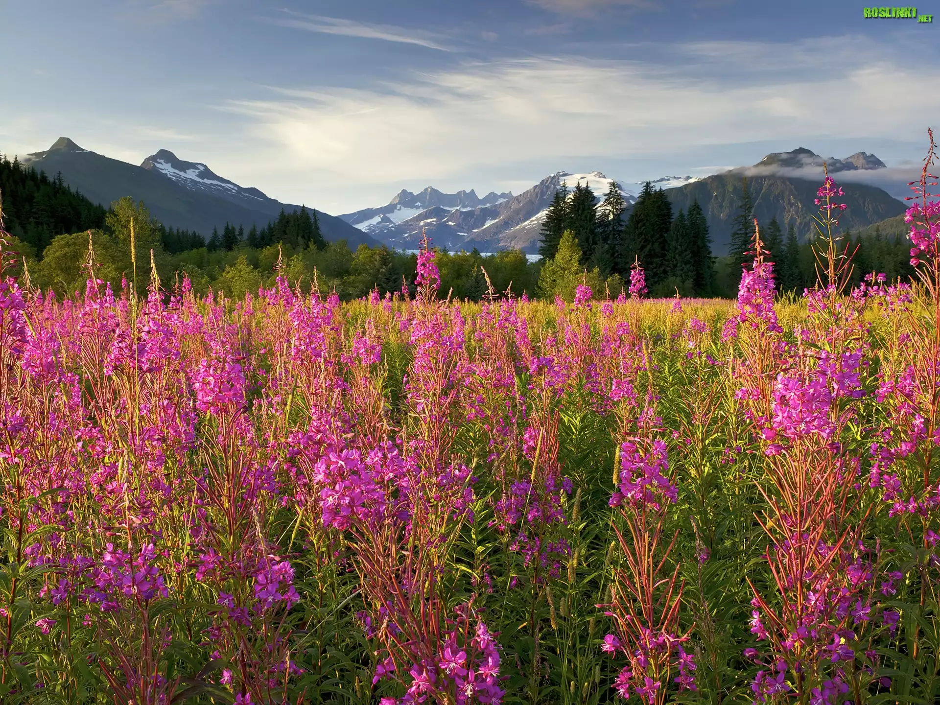 Fireweed, KwitnÄ…cy, Ognisty, Chwast, Brotherhood Park