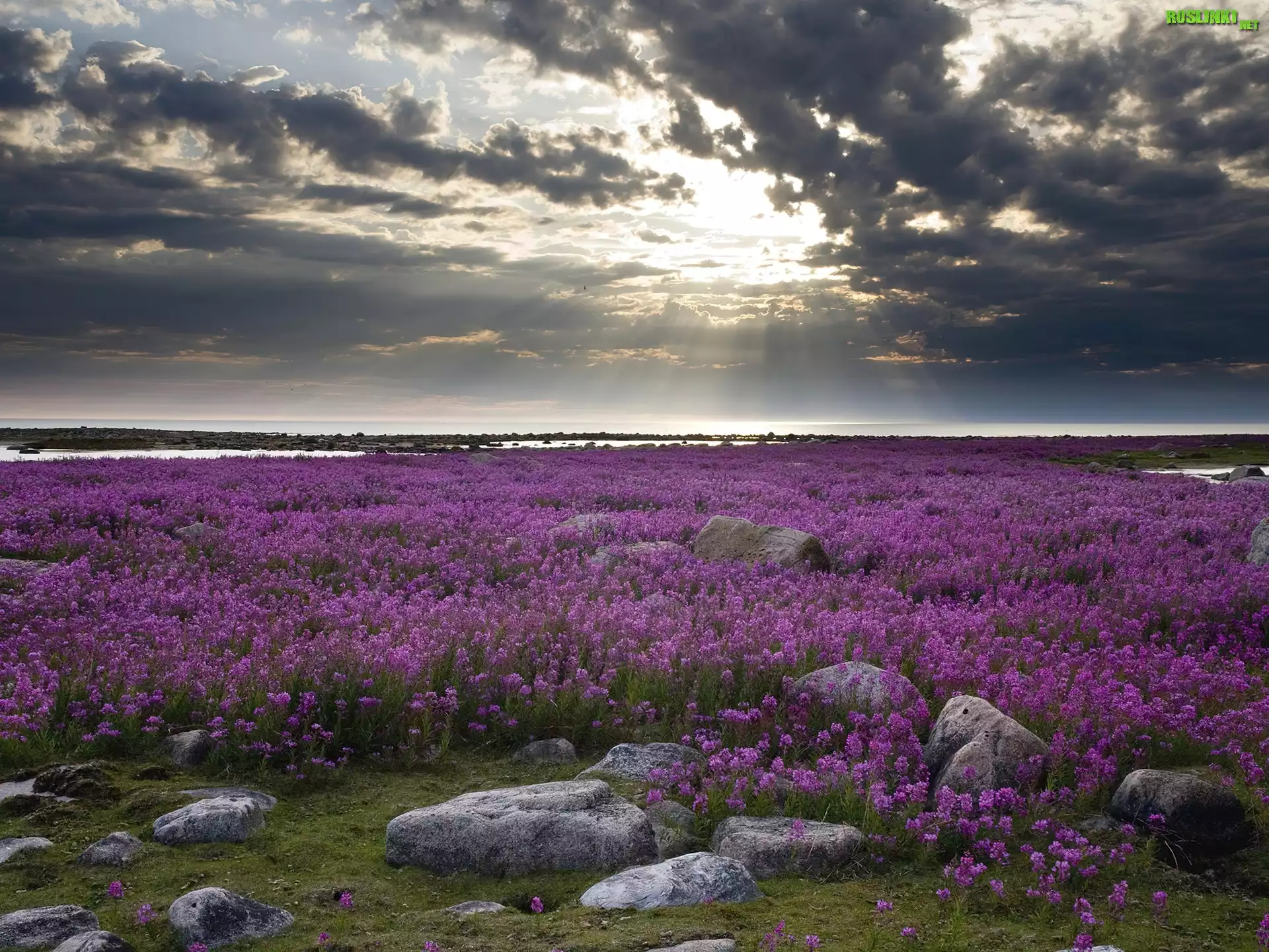 Fireweed, KwitnÄ…cy, Ognisty, Chwast, Hudson Bay