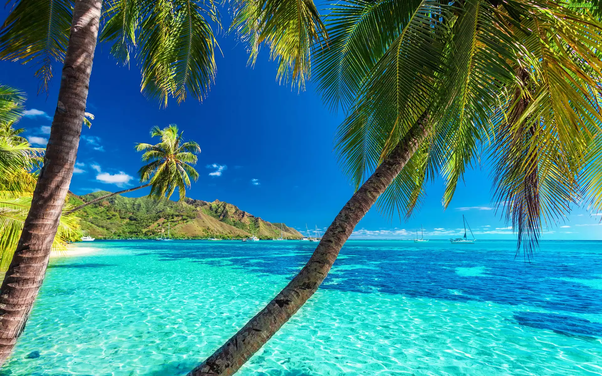 Polinezja Francuska, Wyspa Moorea, Palmy, Ocean, Jachty, Lato, Wakacje
