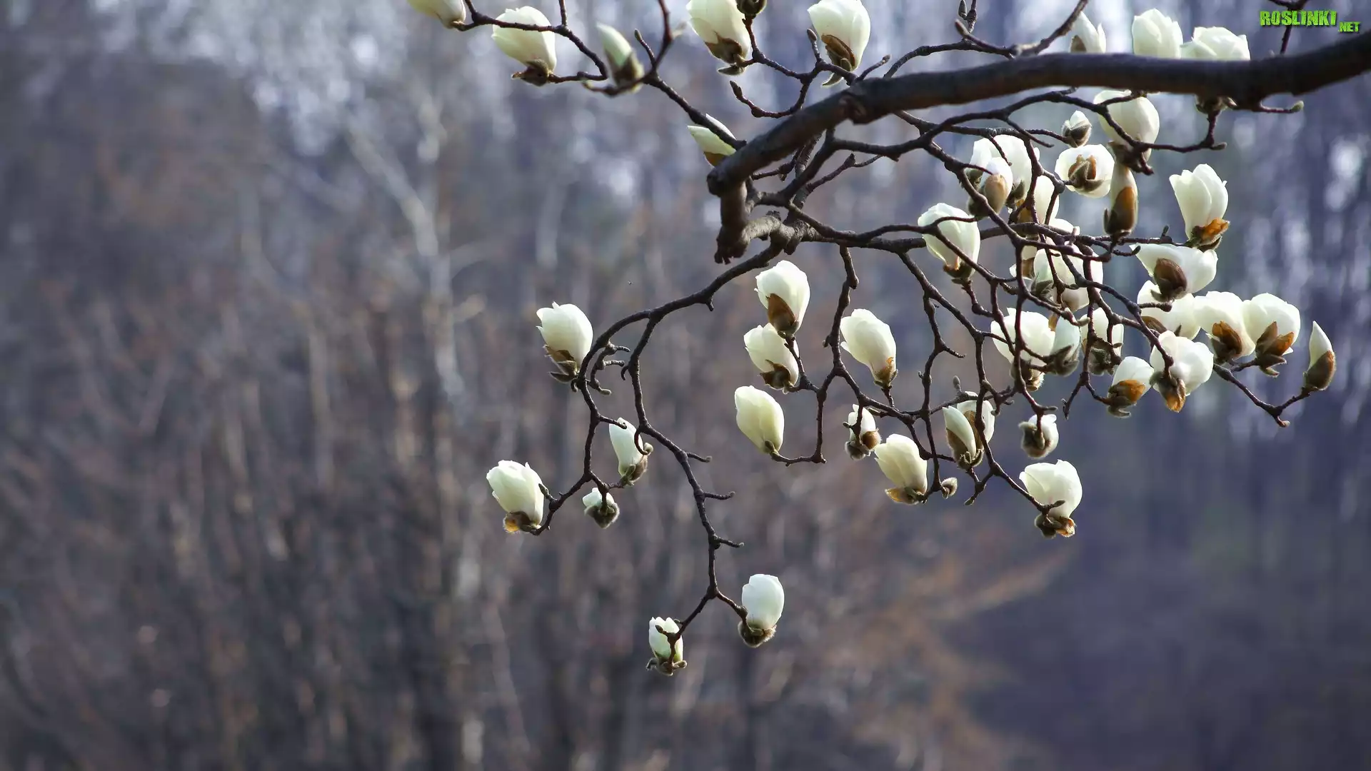 Kwiaty, Gałązka, Magnolia