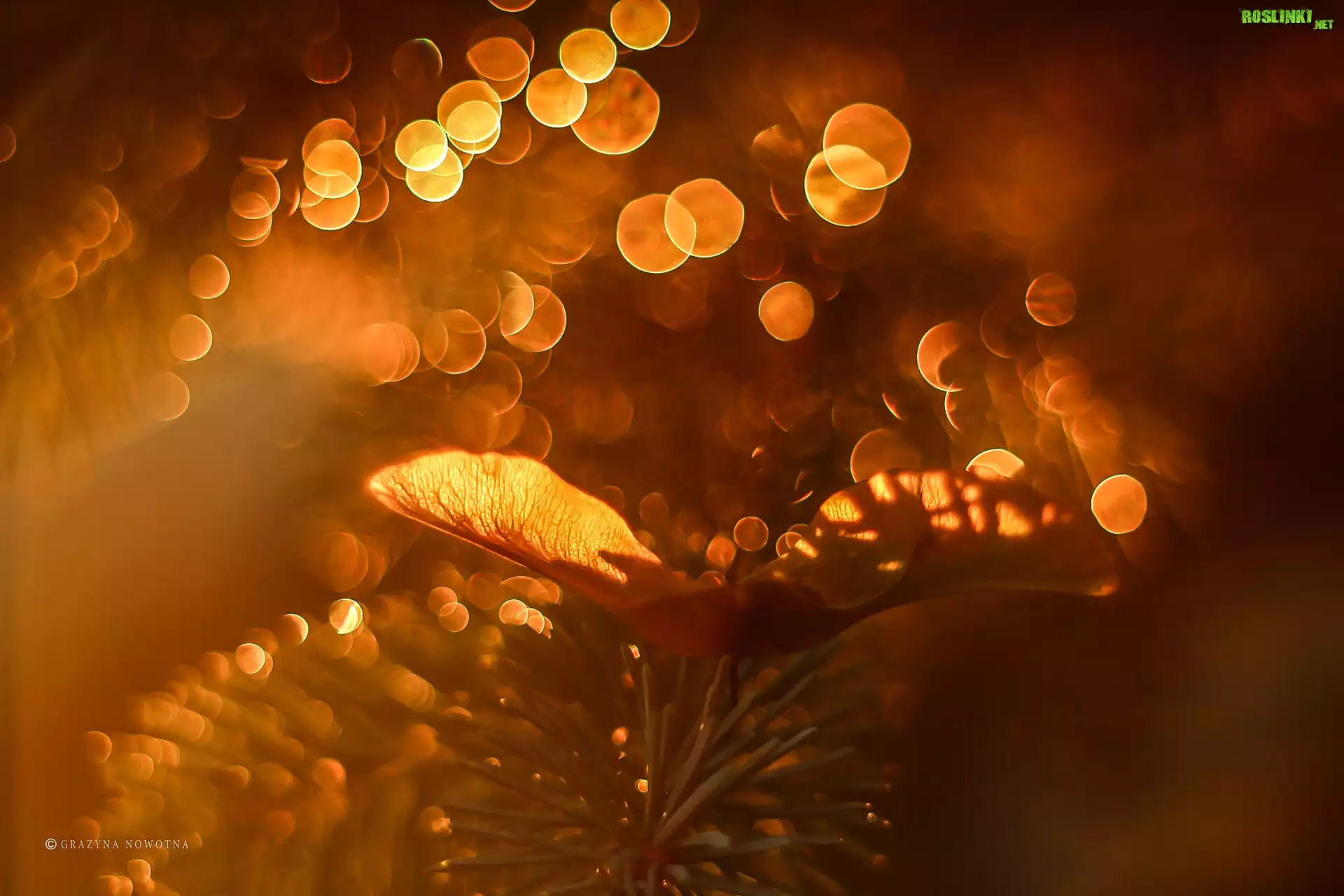 Nasionko, Gałązka, Bokeh