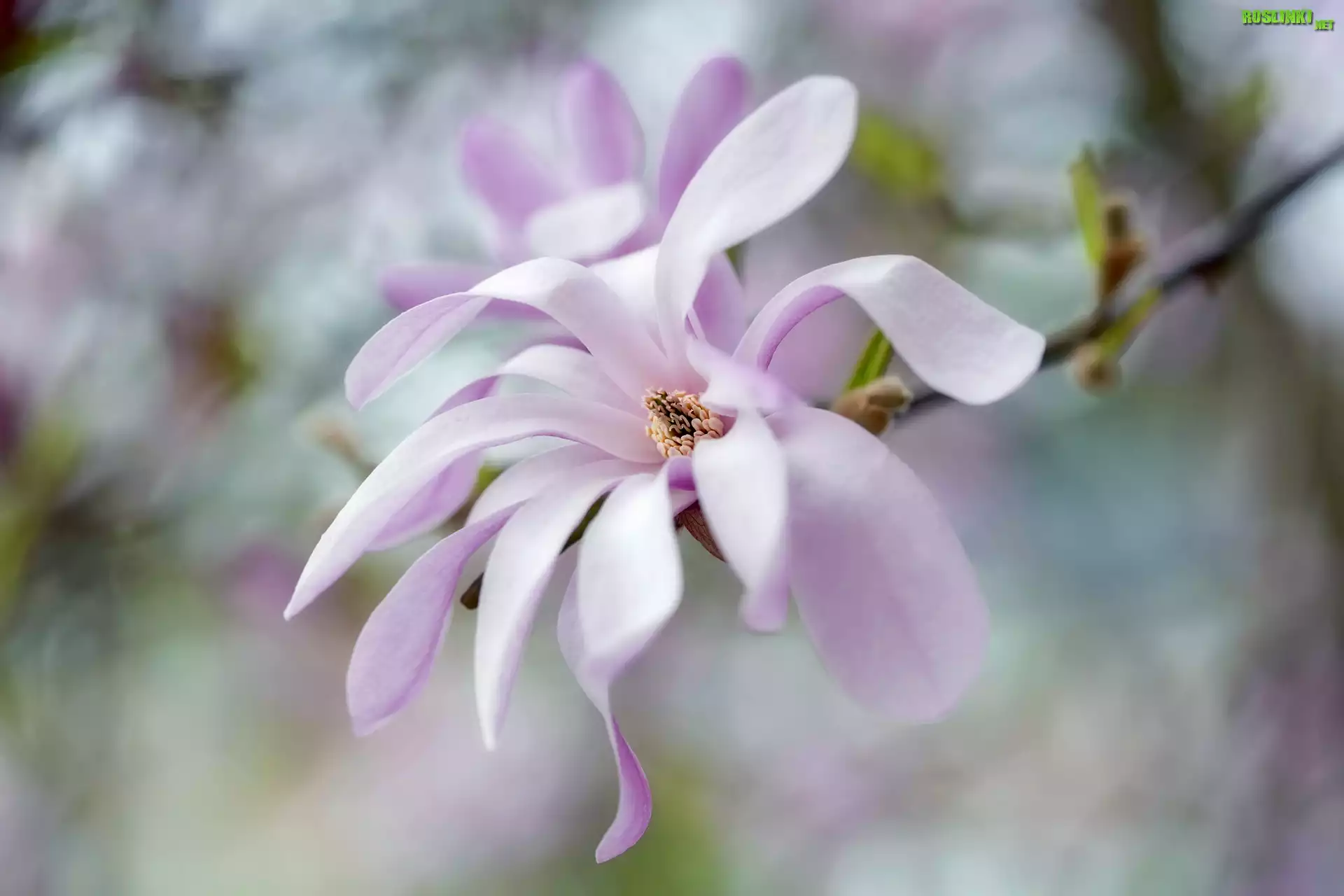 Gałązka, Bladoróżowy, Kwiat, Magnolia, Rozmyte tło