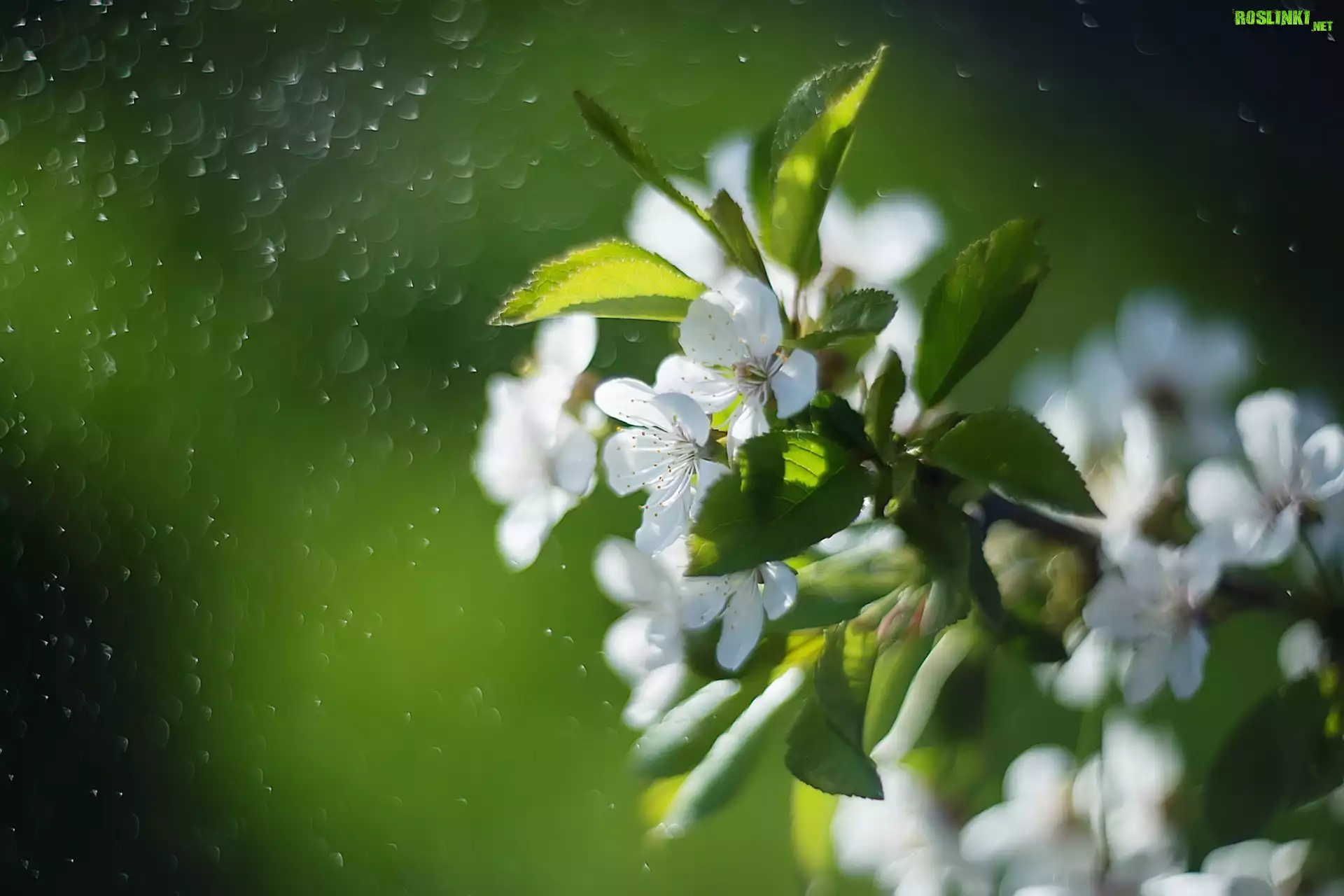 Gałązka, Kwiaty, Drzewo owocowe, Wiosna, Bokeh