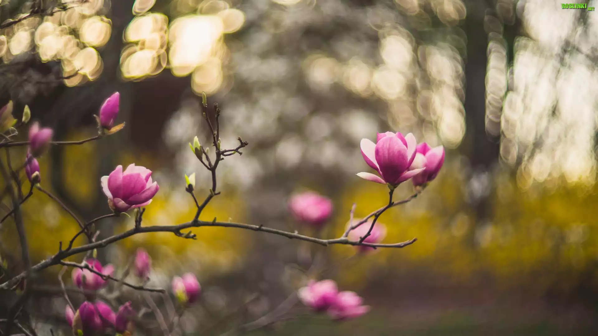 Magnolia, Gałązki, Rozmycie