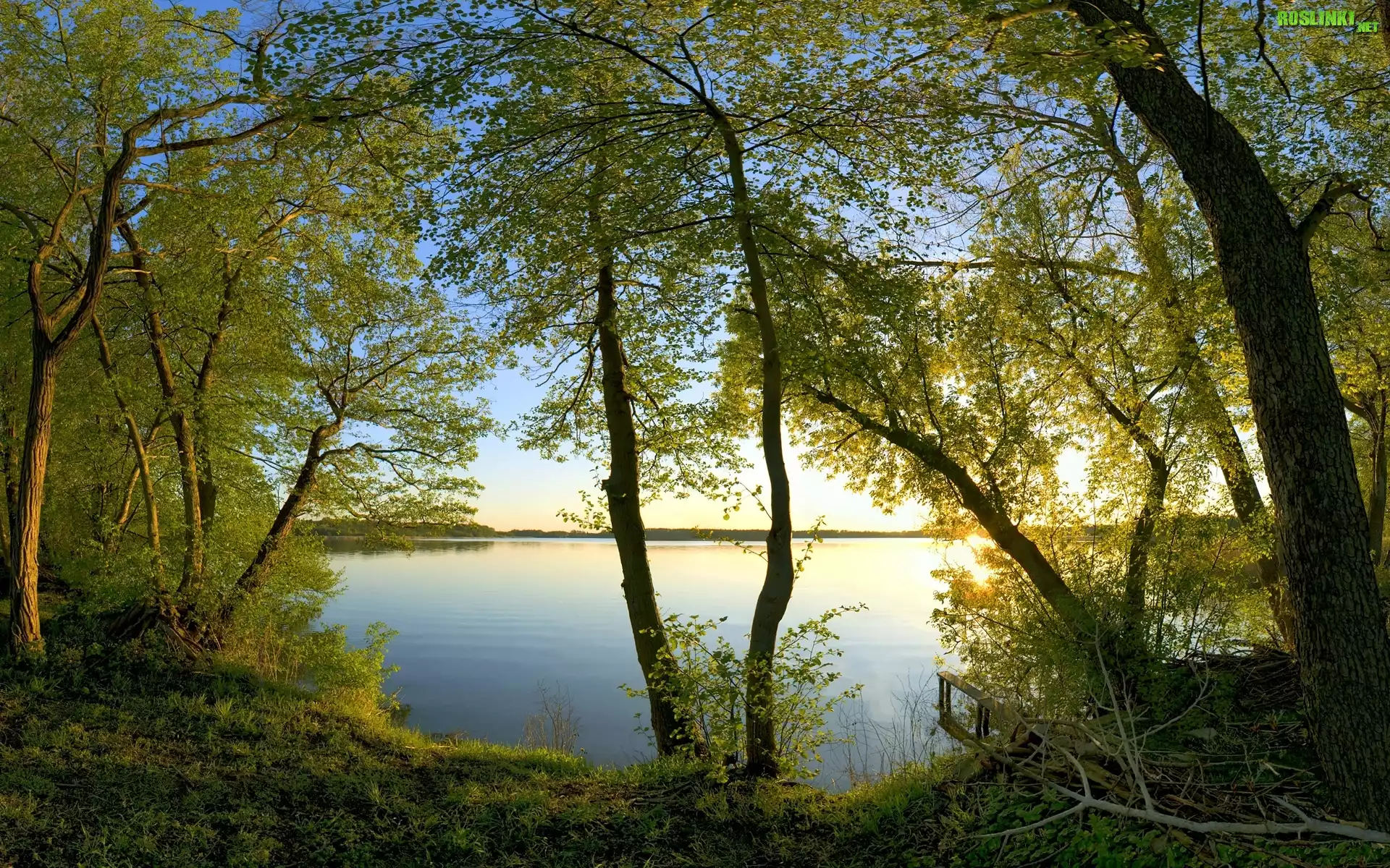 Drzewa, Gałęzie, Jezioro