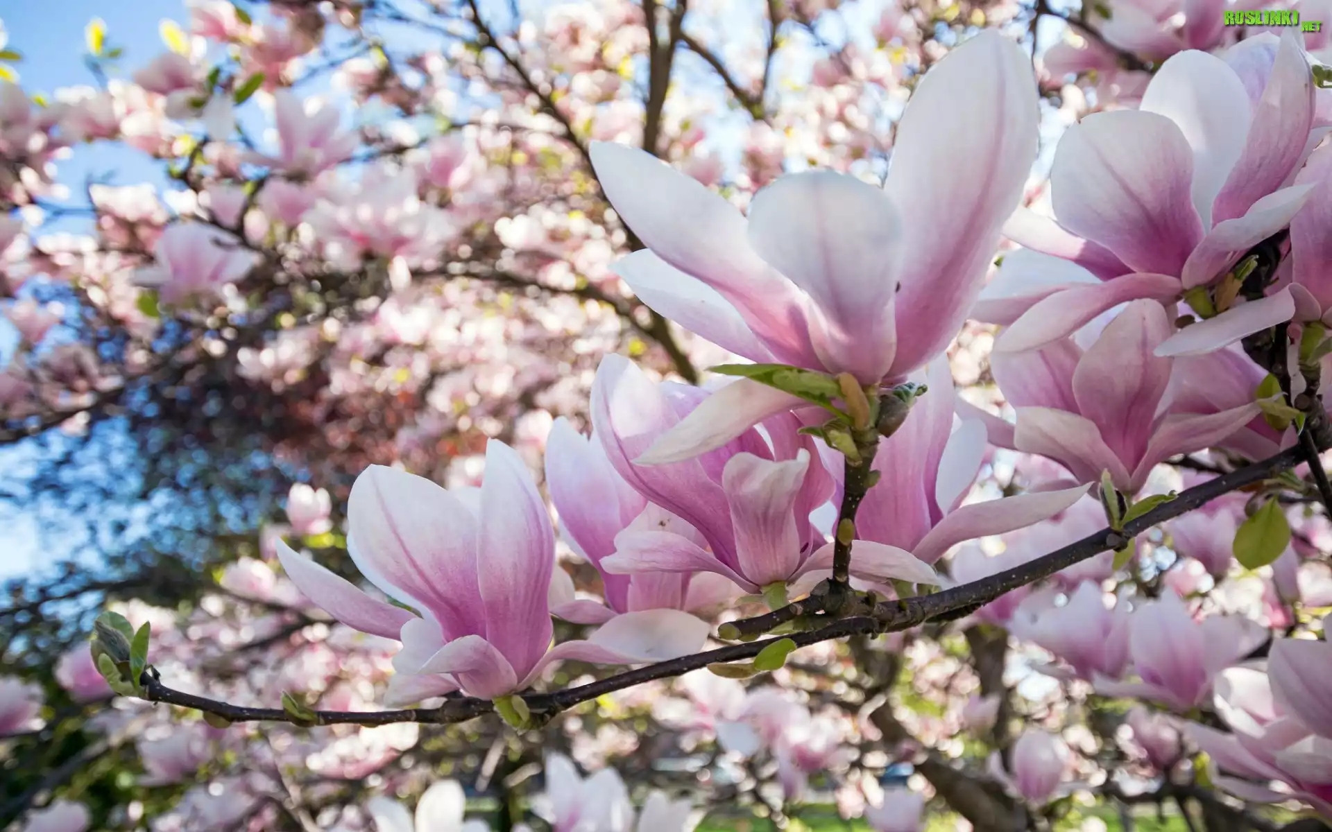 Gałęzie, Bladoróżowe, Kwiaty, Magnolia