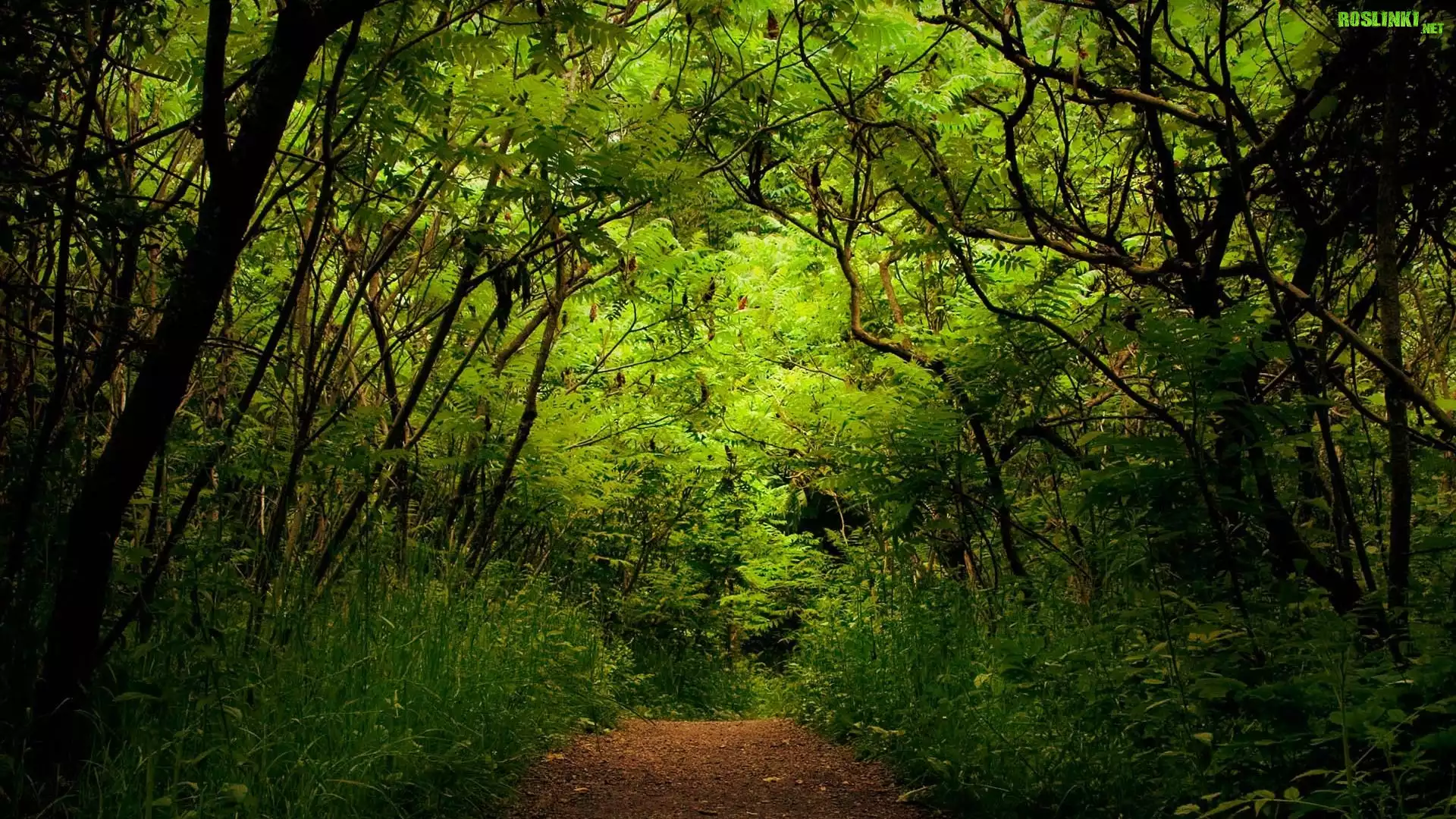 GÄ…szcz, Zielone, Drzewa, Las