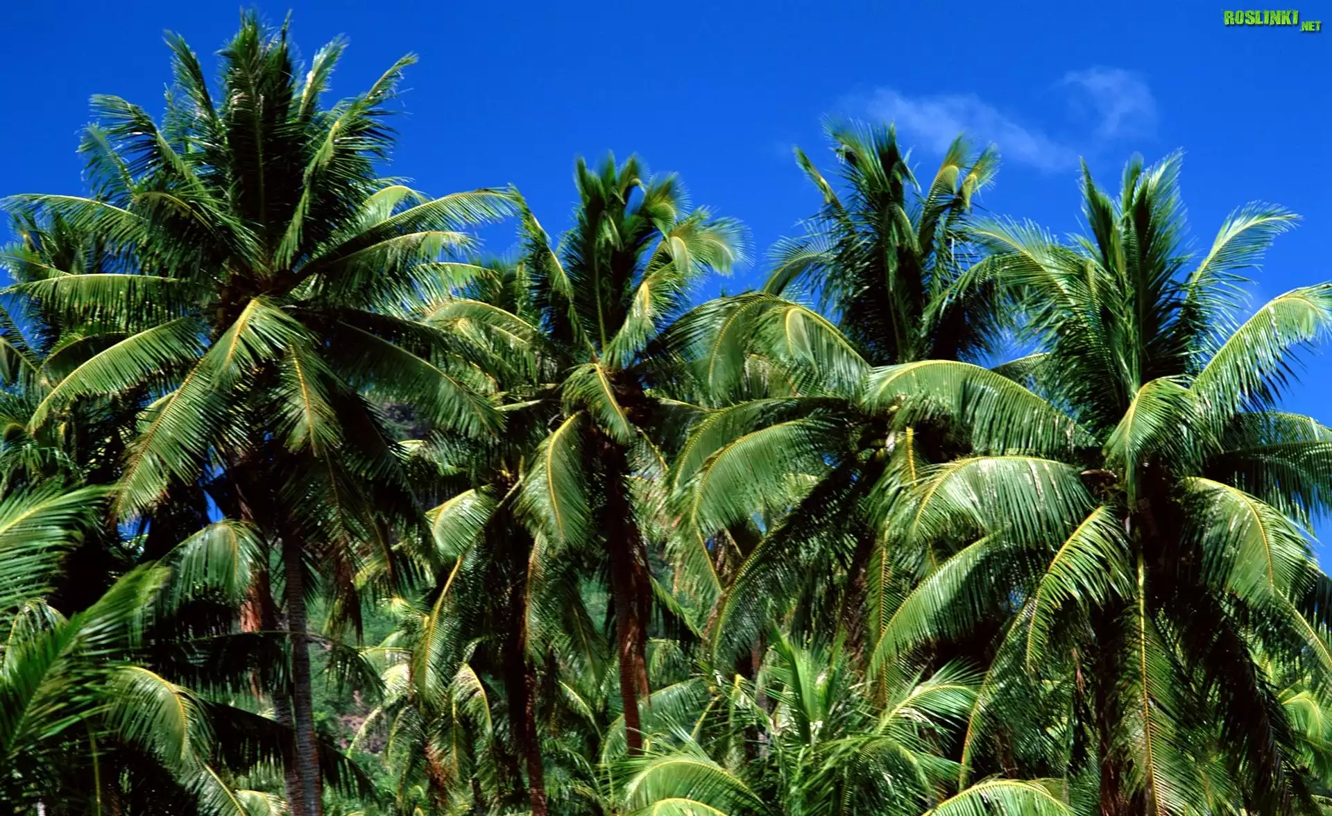 Gąszcz, Palm