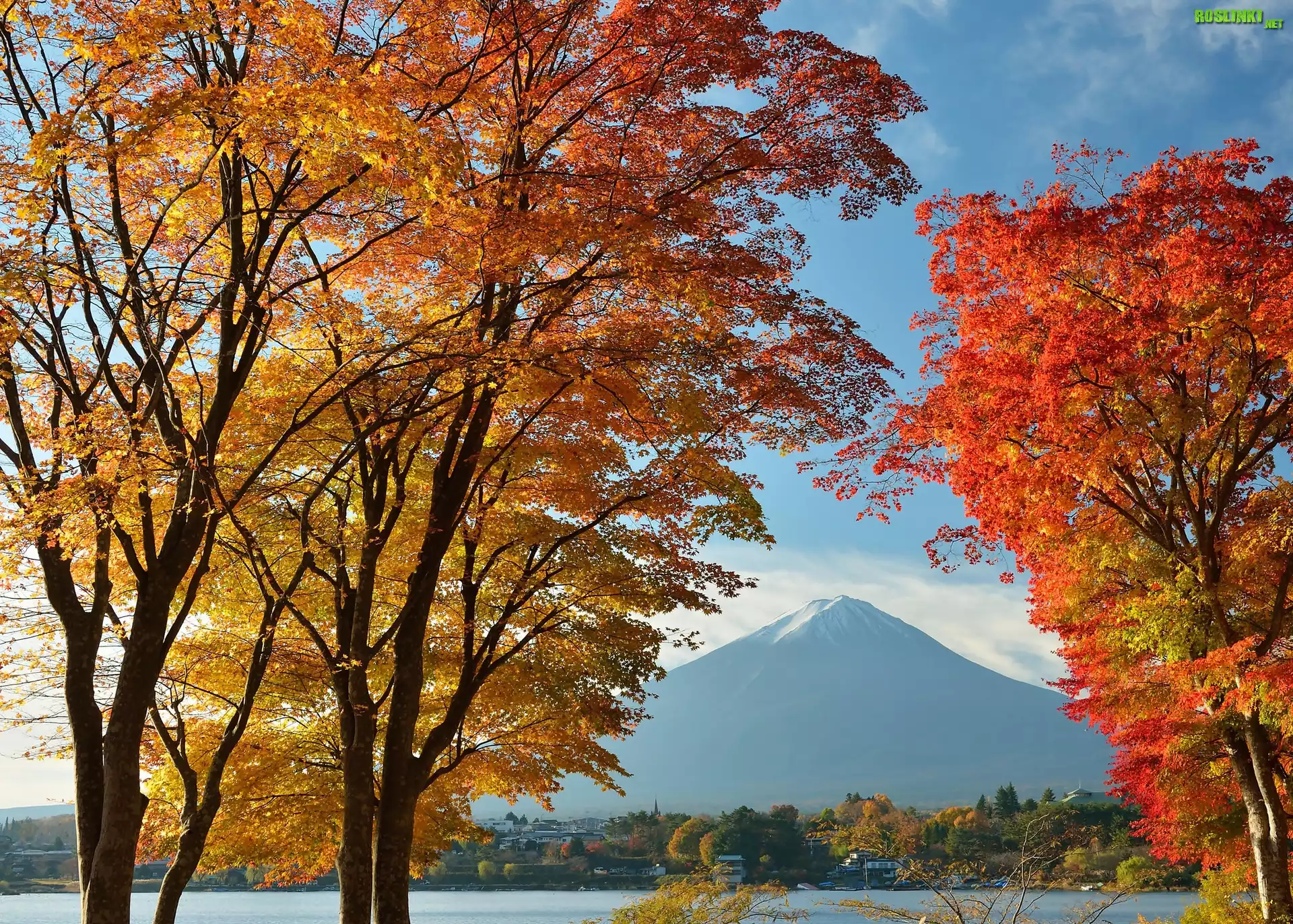 Góra, Fuji, Las, Drzewa, Japonia