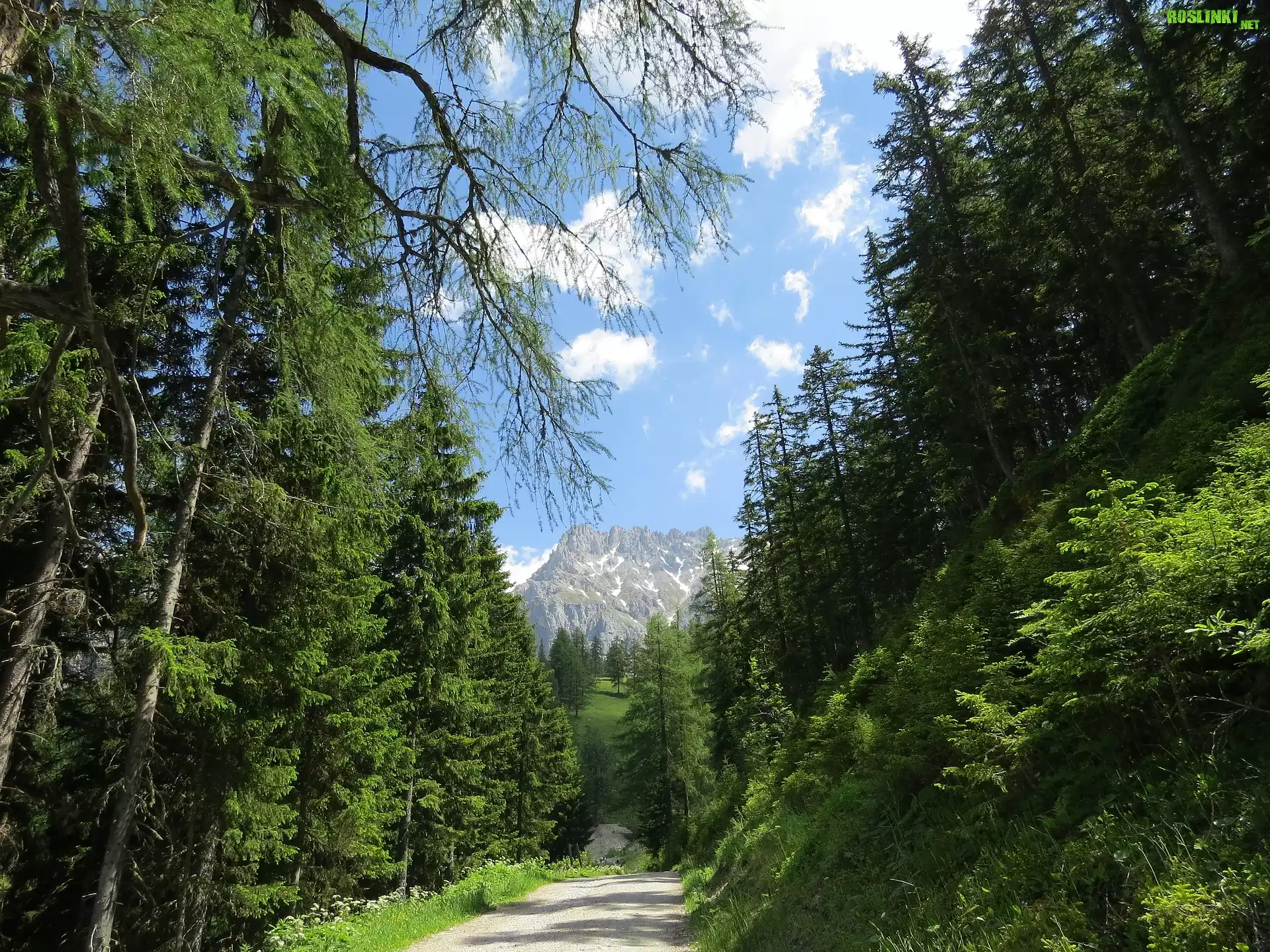 Austria, Góry Dachstein, Alpy, Droga, Las, Drzewa