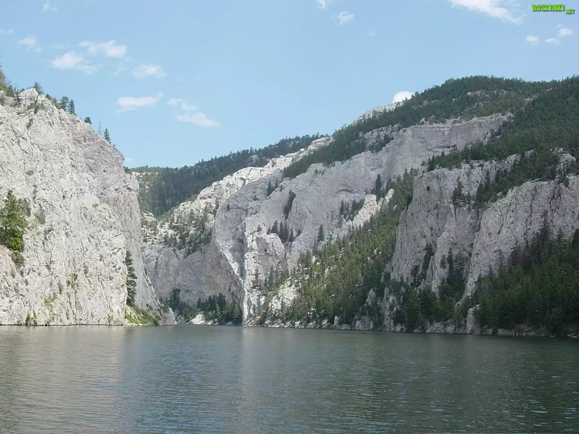 Góry, Drzewa