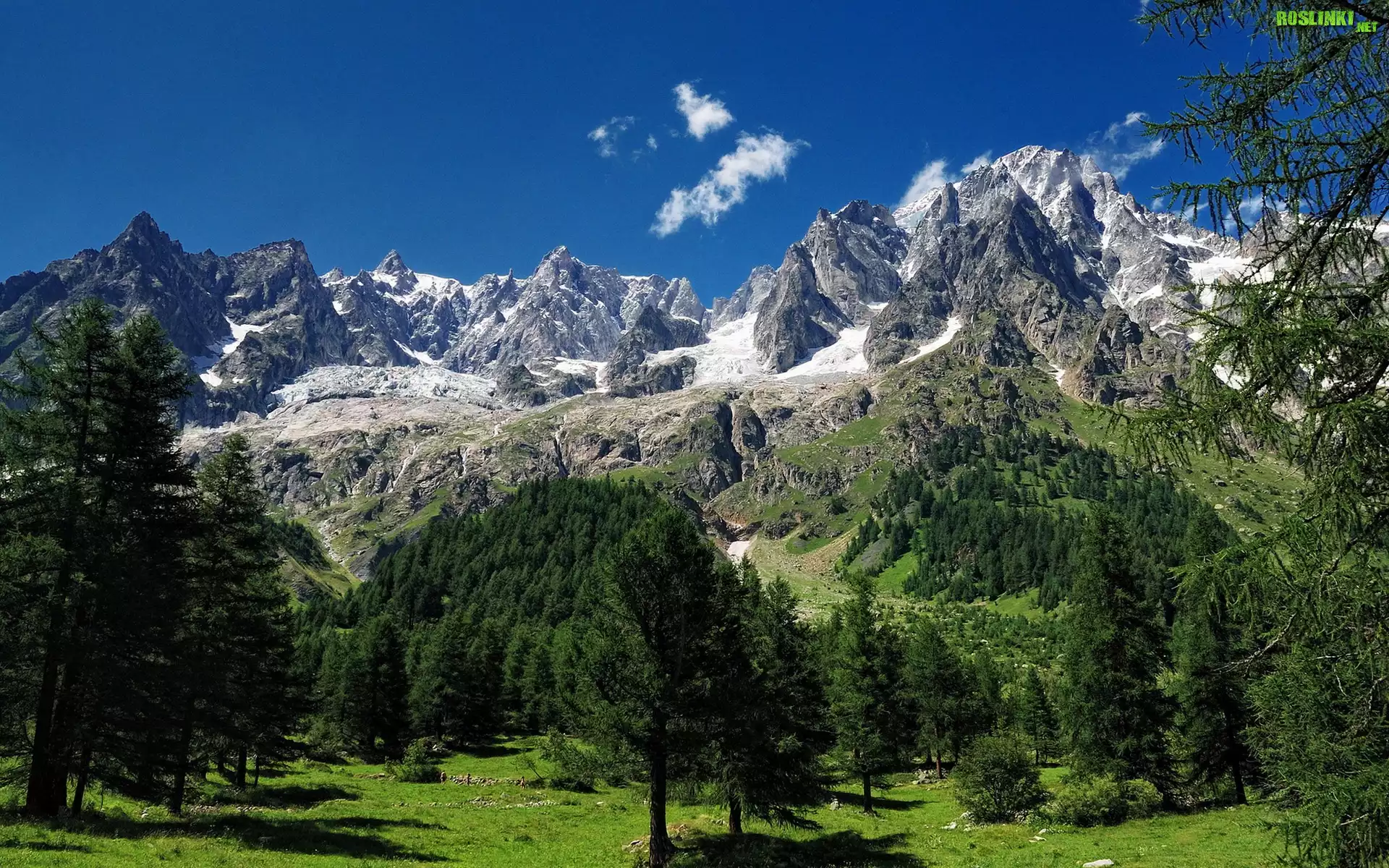 Góry, Las, Drzewo