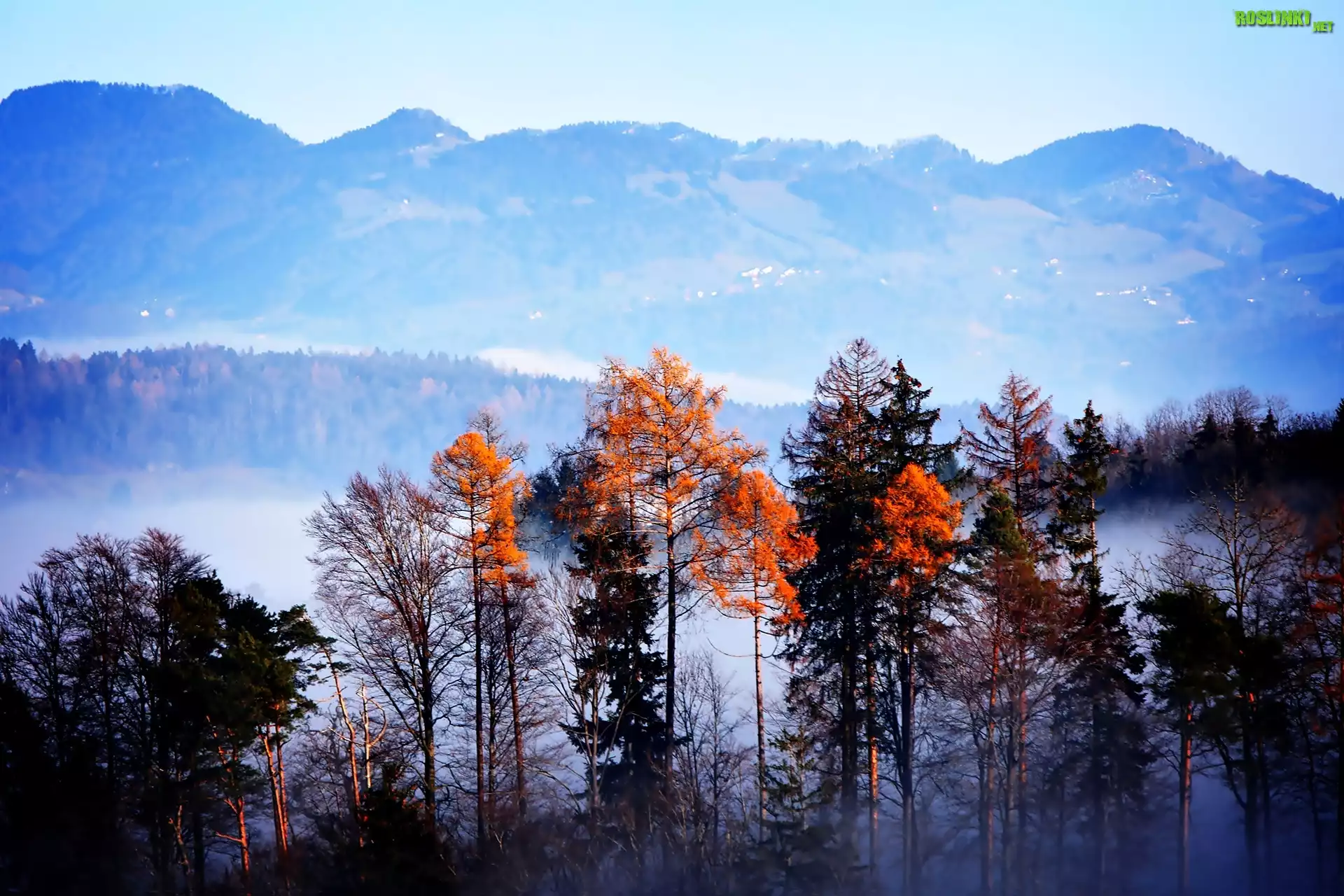 Góry, Mgła, Jesień, Drzewa