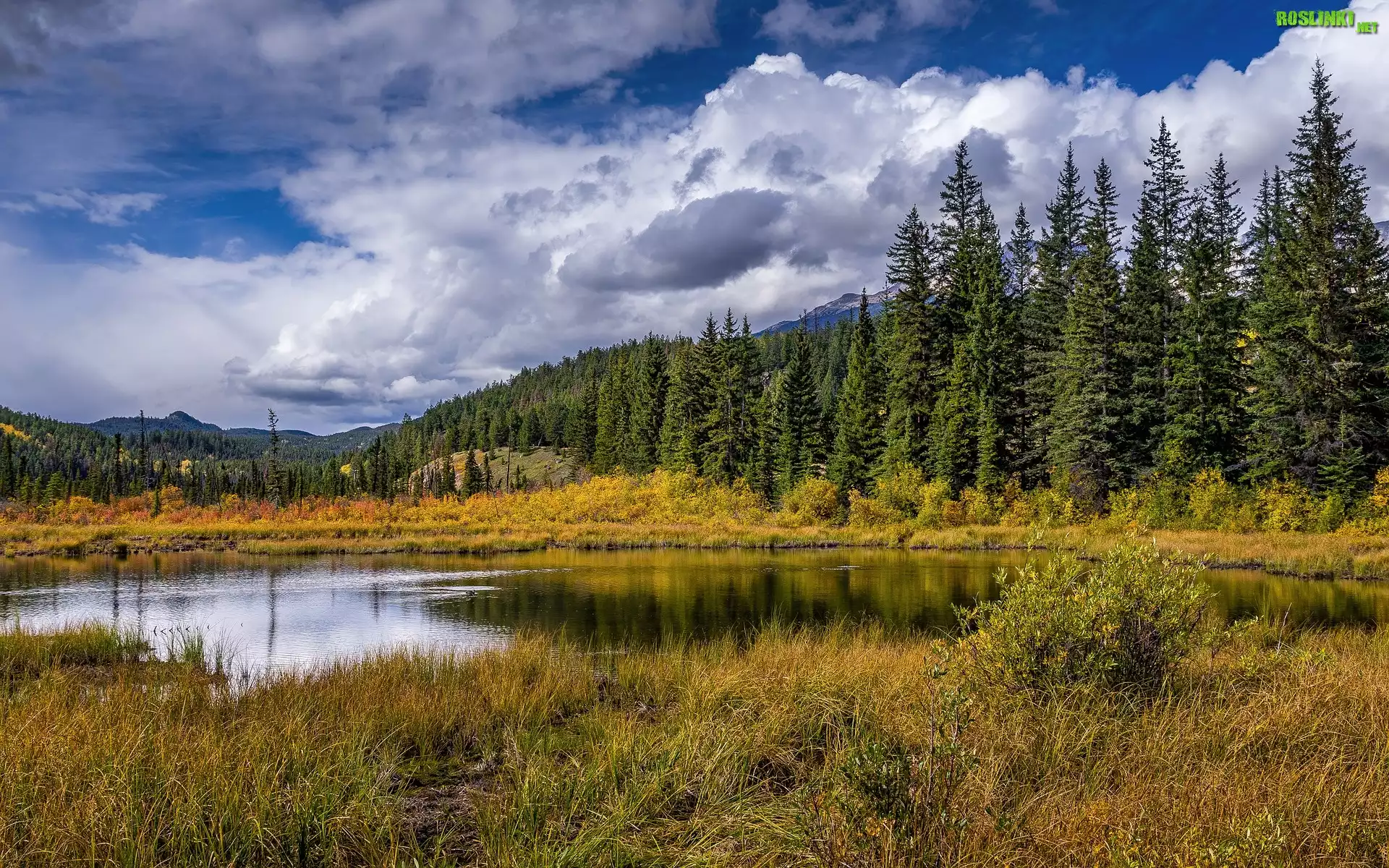 Jezioro, Drzewa, Świerki, Trawa, Szczyty, Góry, Chmury, Park Narodowy Jasper, Alberta, Kanada