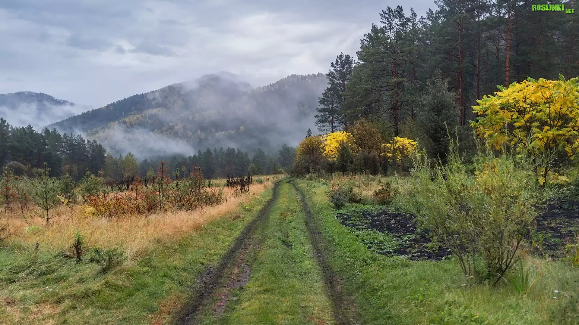 Góry, Drzewa, Krzewy, Las, Droga