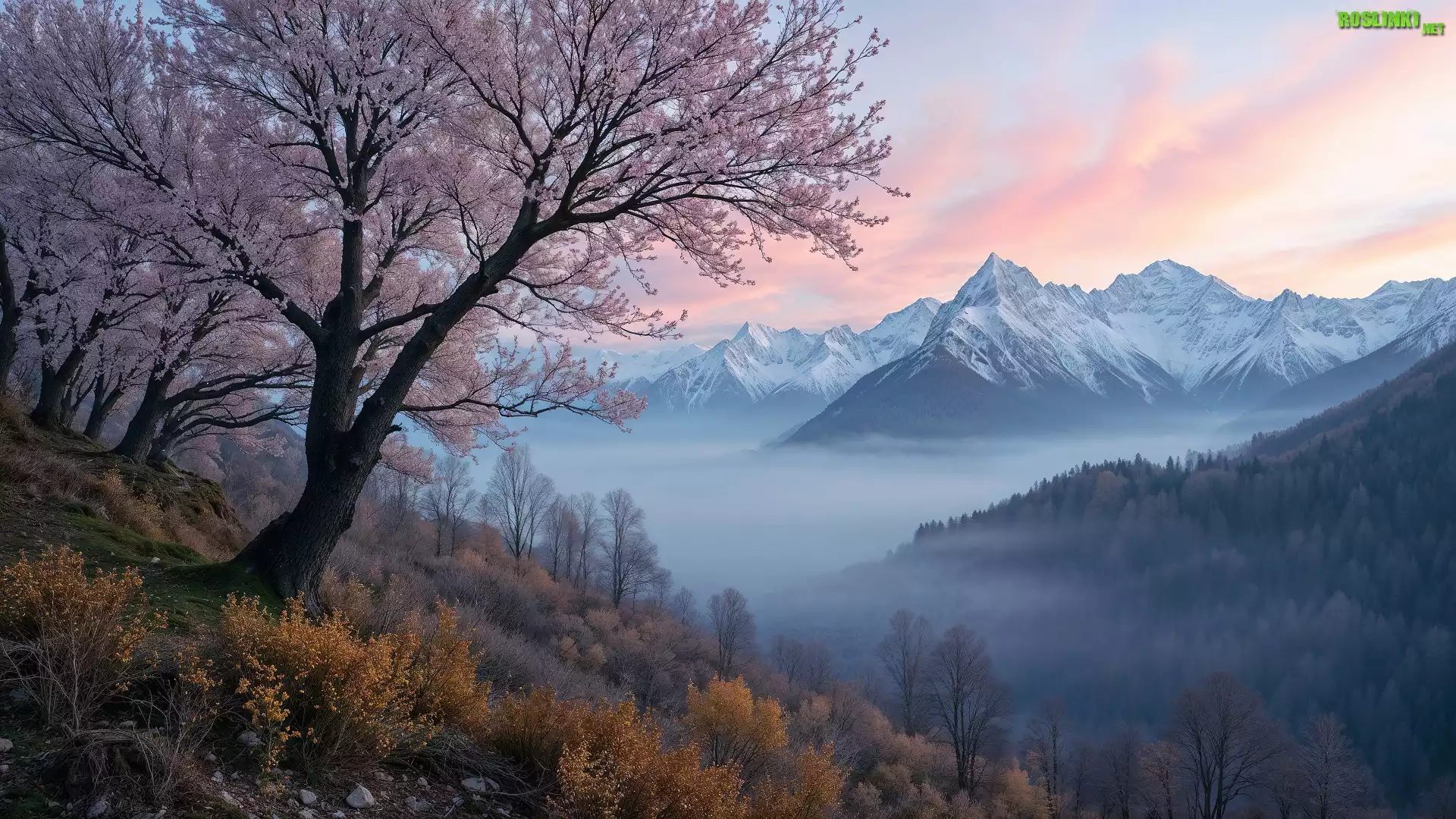 Drzewa, Góry, Mgła, Pożółkłe, Rośliny