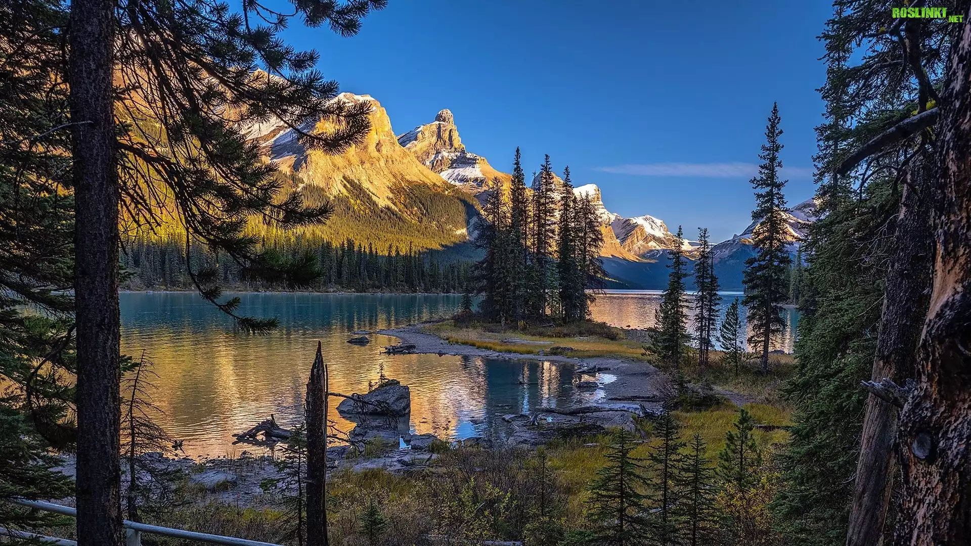 Góry, Jezioro, Maligne Lake, Drzewa, Park Narodowy Jasper, Kanada