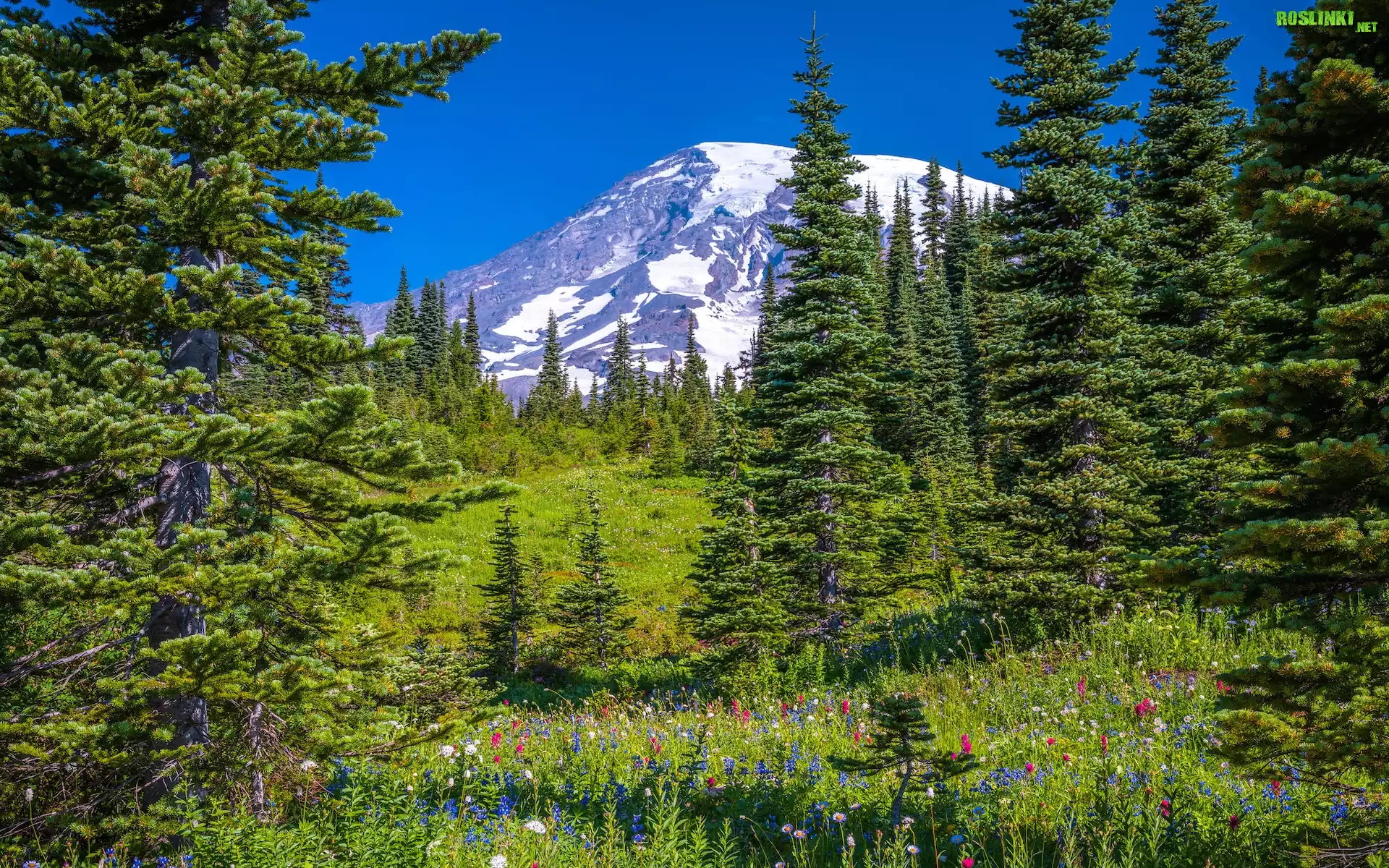 Łąka, Stratowulkan Mount Rainier, Park Narodowy Mount Rainier, Góry, Kwiaty, Drzewa, Świerki, Stan Waszyngton, Stany Zjednoczone