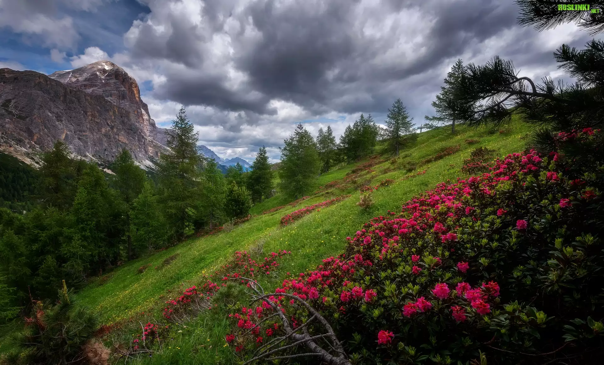 Góry, Dolomity, Drzewa, Różanecznik, Ciemne, Chmury, Przełęcz Falzarego Pass, Wzgórze, Prowincja Belluno, Włochy
