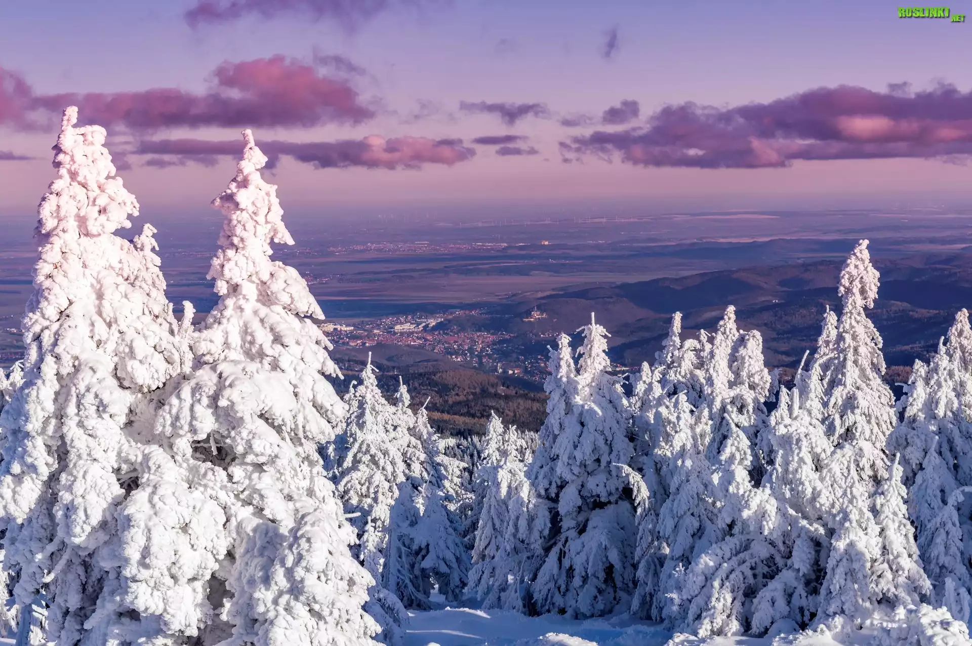 Niemcy, Saksonia-Anhalt, Miasto Wernigerode, Zima, Śnieg, Drzewa, Świerki, Góry
