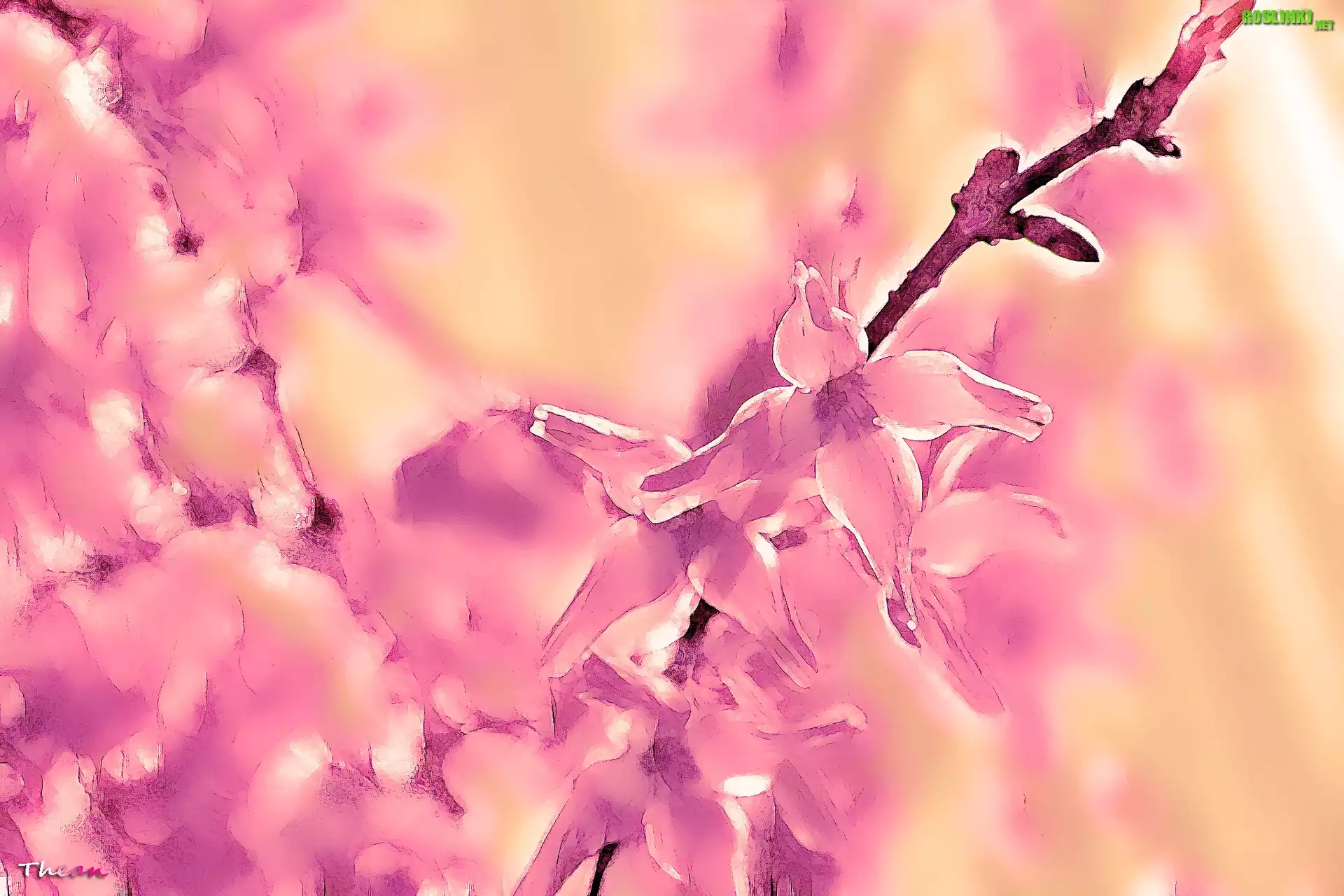 Forsycja, Grafika, Fractalius