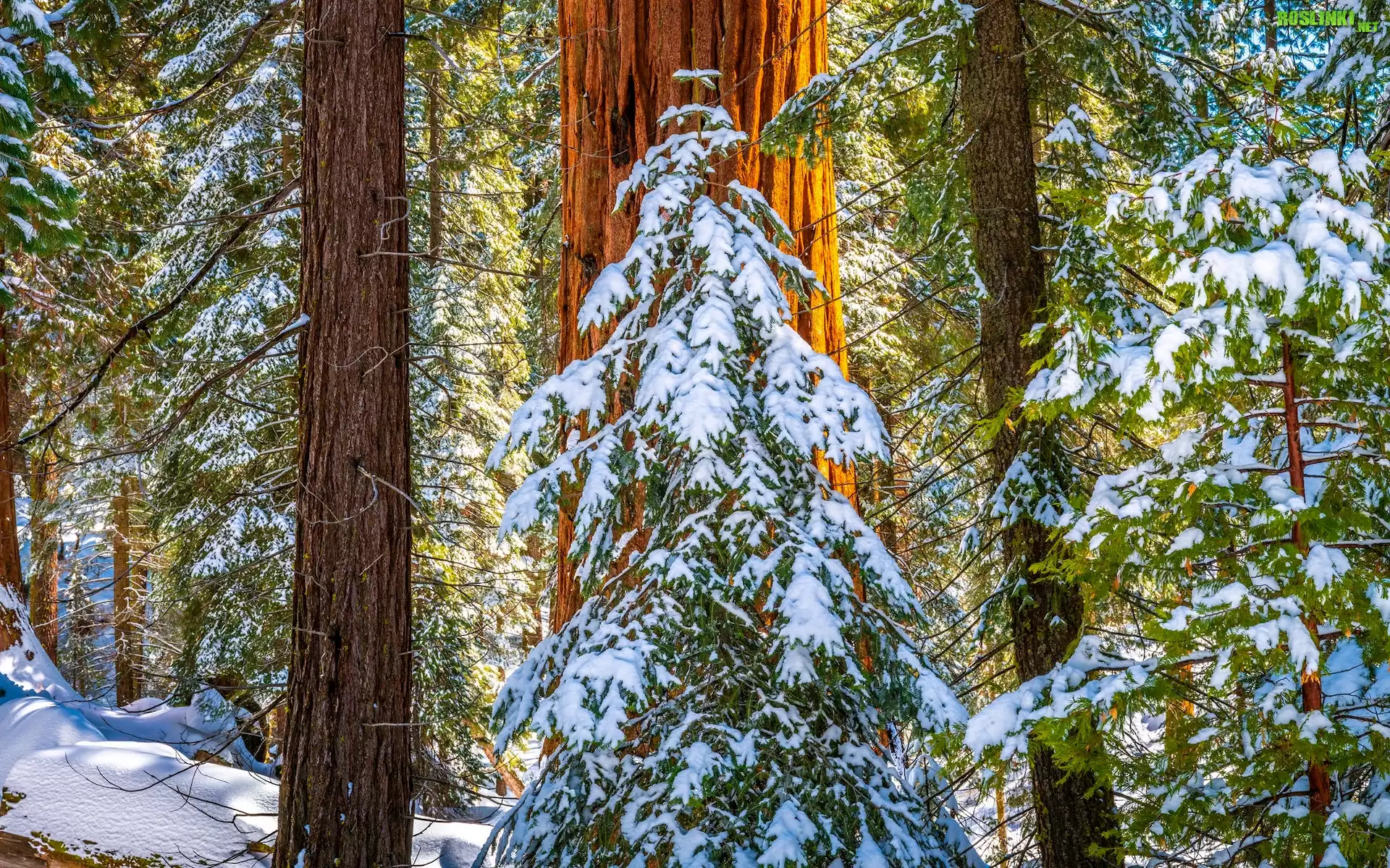 Stany Zjednoczone, Kalifornia, General Grant Grove, Park Narodowy King Canyon, Drzewa, Zima, Åšnieg, Pnie