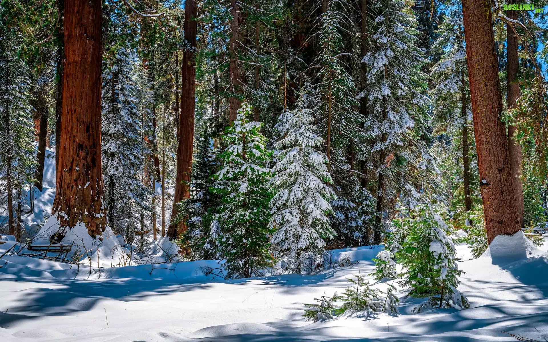 Stany Zjednoczone, Kalifornia, General Grant Grove, Park Narodowy King Canyon, Drzewa, Sekwoje, Zima, Åšnieg