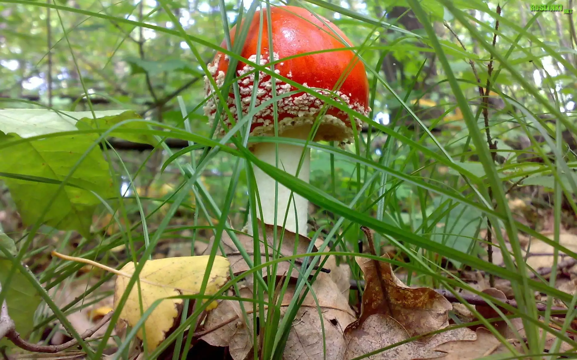 Grzyb, Muchomor, Trawa, Liście