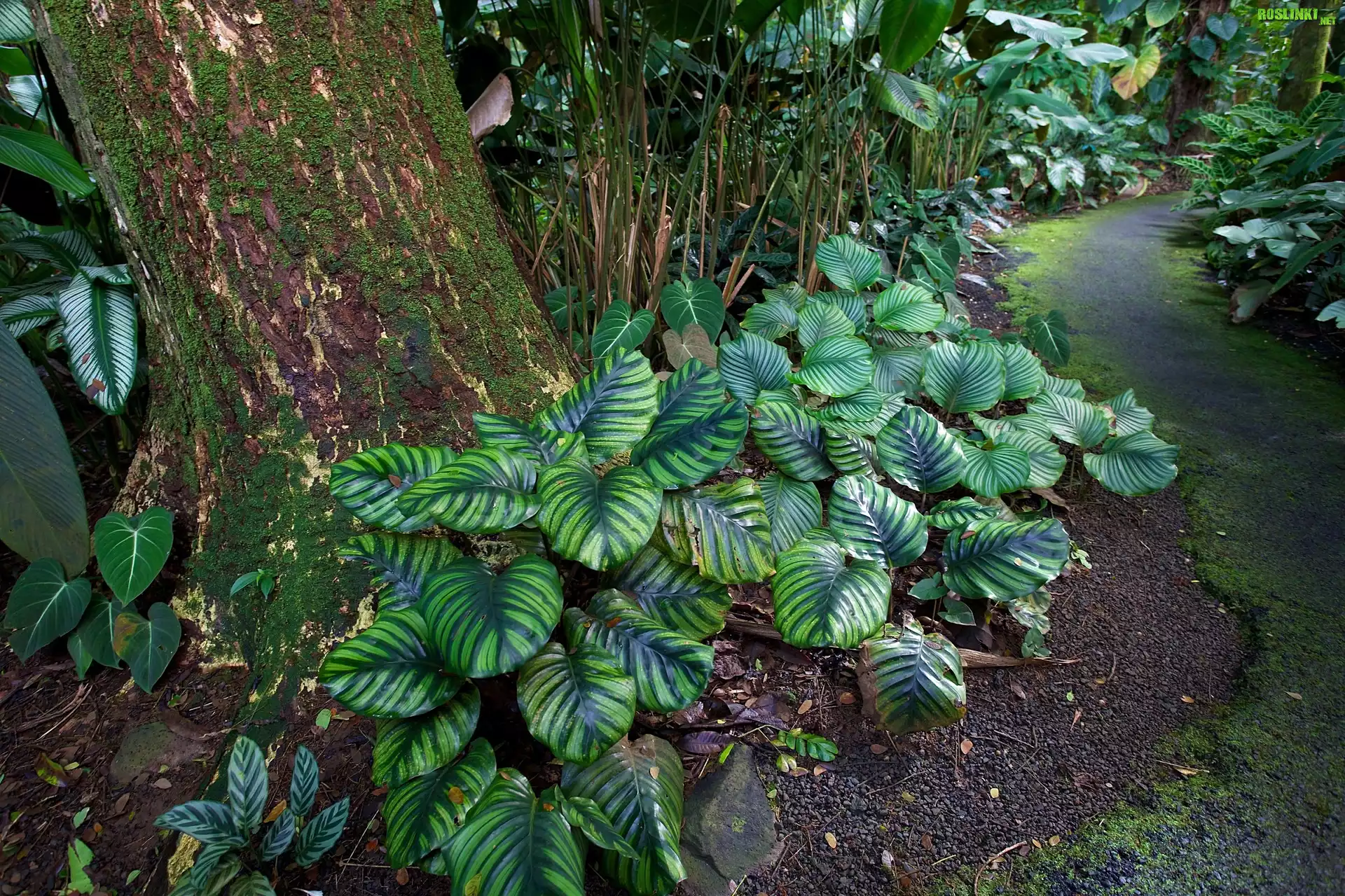 Hawaje, Tropikalny, Ogród Botaniczny, Rośliny