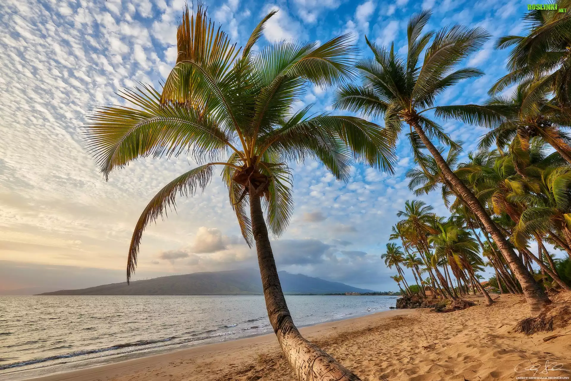 Hawaje, Wyspa Maui, Palmy, Plaża, Morze