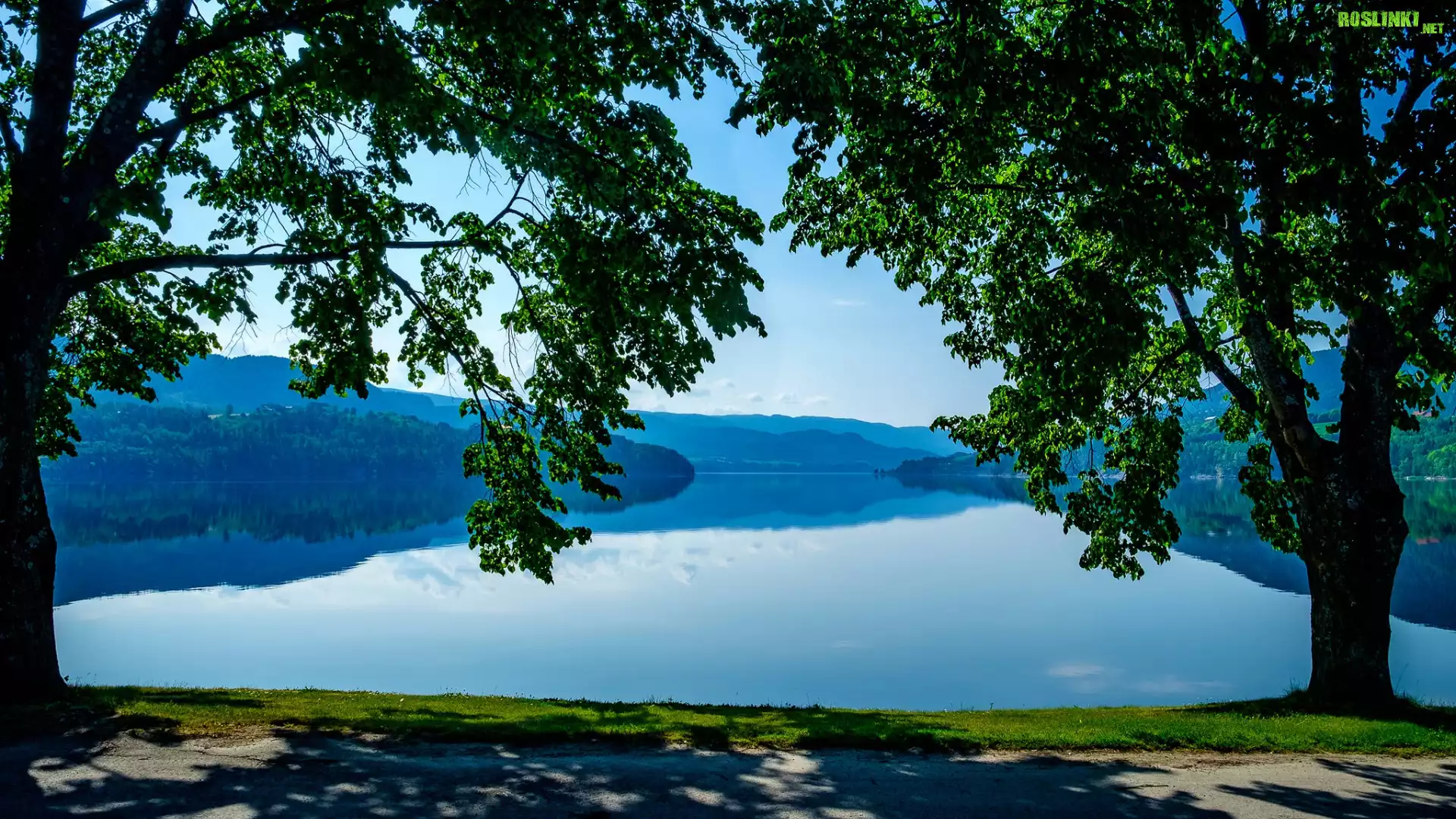 Drzewa, Norwegia, Jezioro Heddalsvatnet