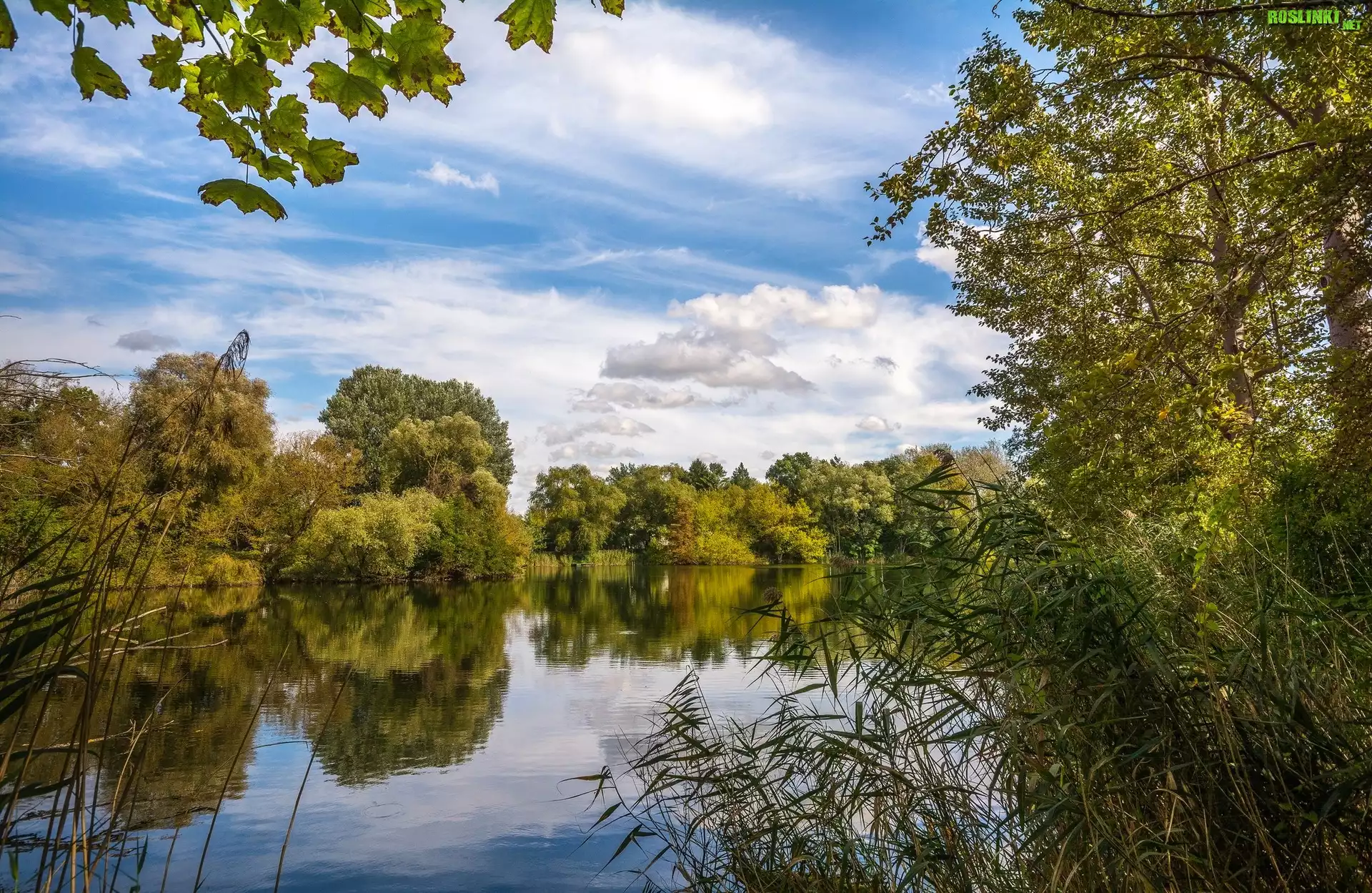 Anglia, Hrabstwo North Yorkshire, Rzeka, Drzewa, Trzciny