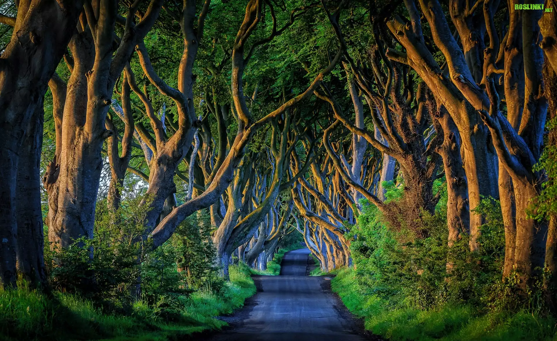 Irlandia Północna, Hrabstwo Antrim, Bukowa aleja Dark Hedges, Droga, Drzewa, Buki