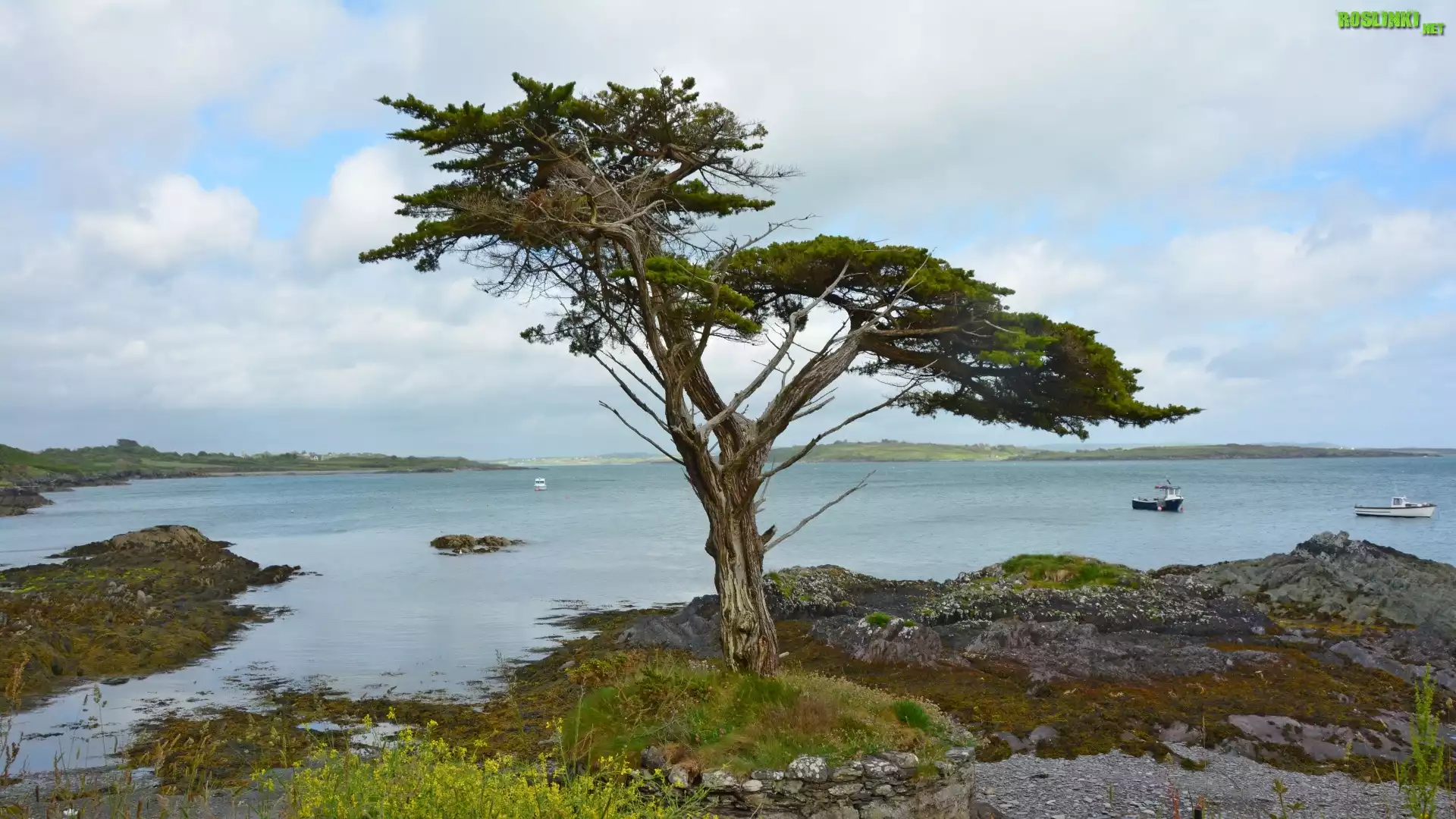 Irlandia, Wybrzeże, Kamienie, Drzewo, Morze, Statki