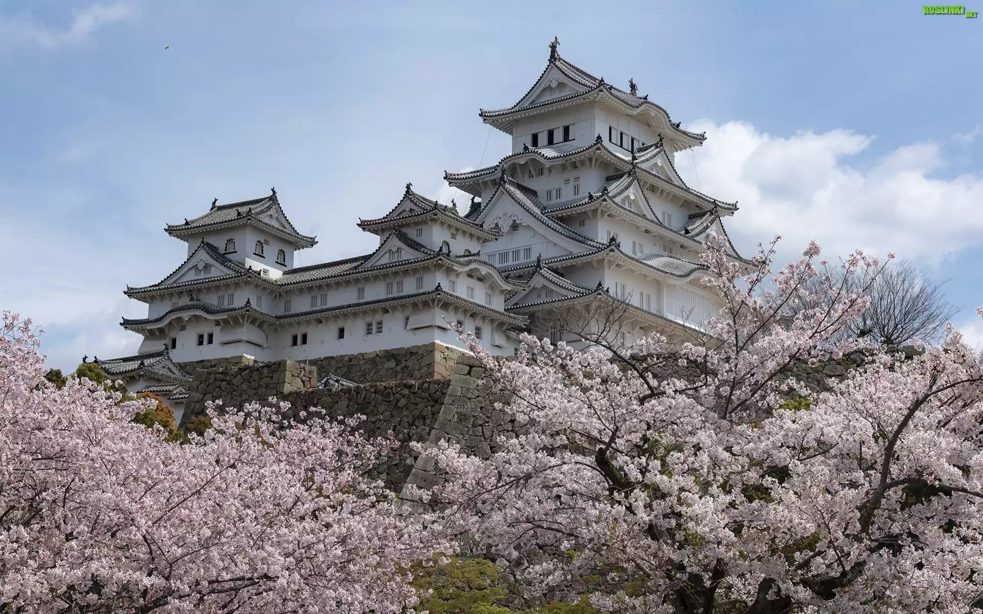 Zamek Himeji, Zamek Białej Czapli, Kwitnące, Drzewa, Miejscowość Himeji, Japonia