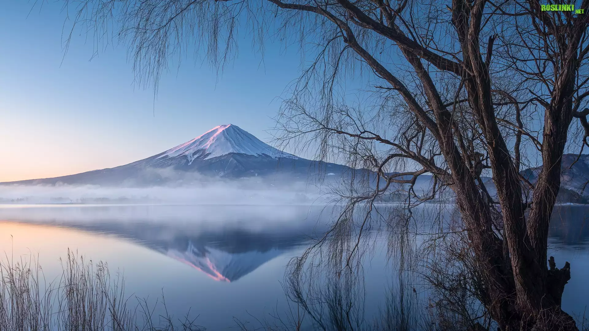 Jezioro, Lake Kawaguchi, Drzewa, Stratowulkan Fudżi, Góra, Mount Fuji, Japonia