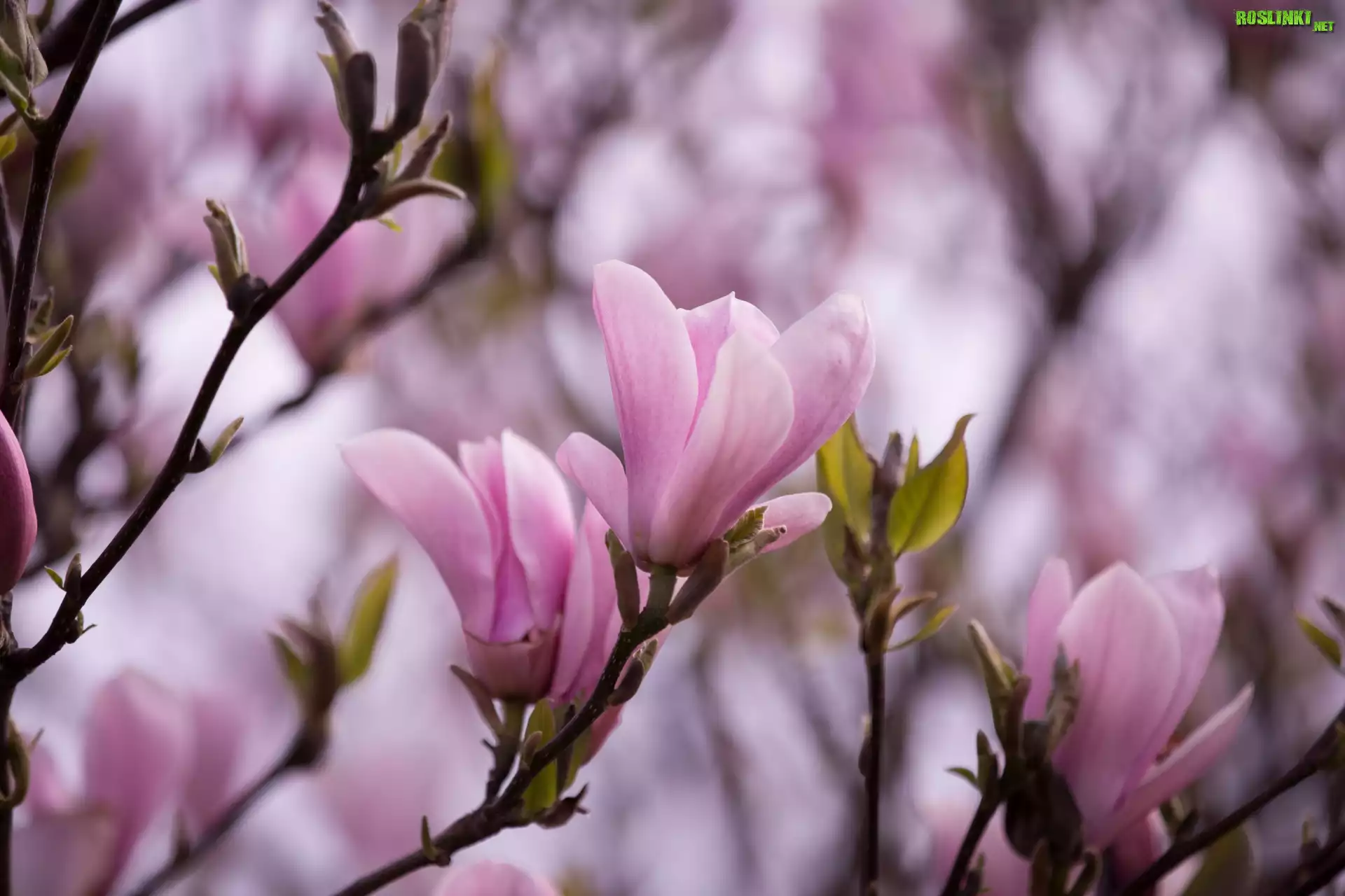 Magnolia, Drzewo, Gałązki, Jasnoróżowe, Kwiaty, Listki, Rozmycie