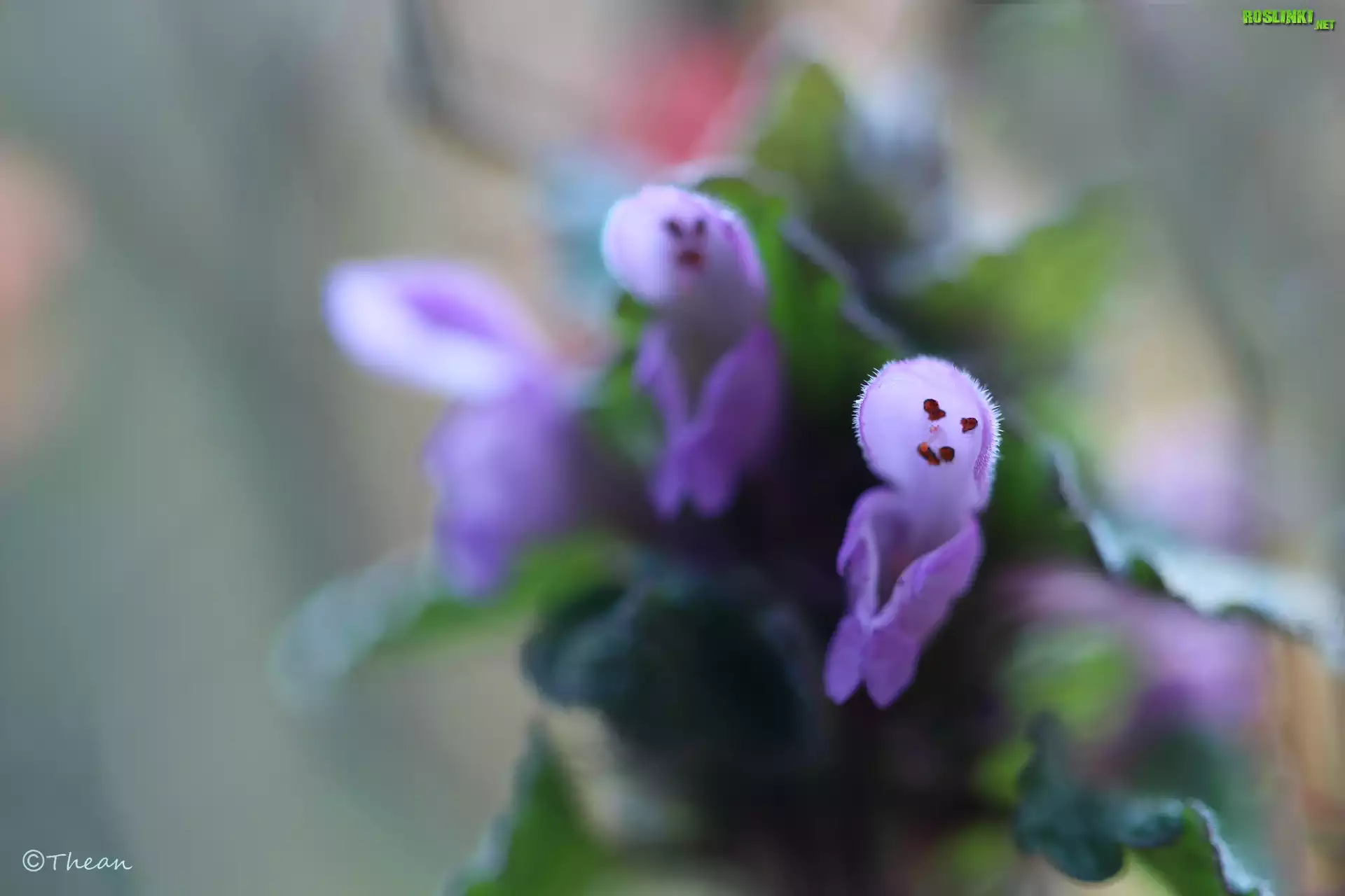Jasnota Purpurowa, Fioletowe, Kwiaty