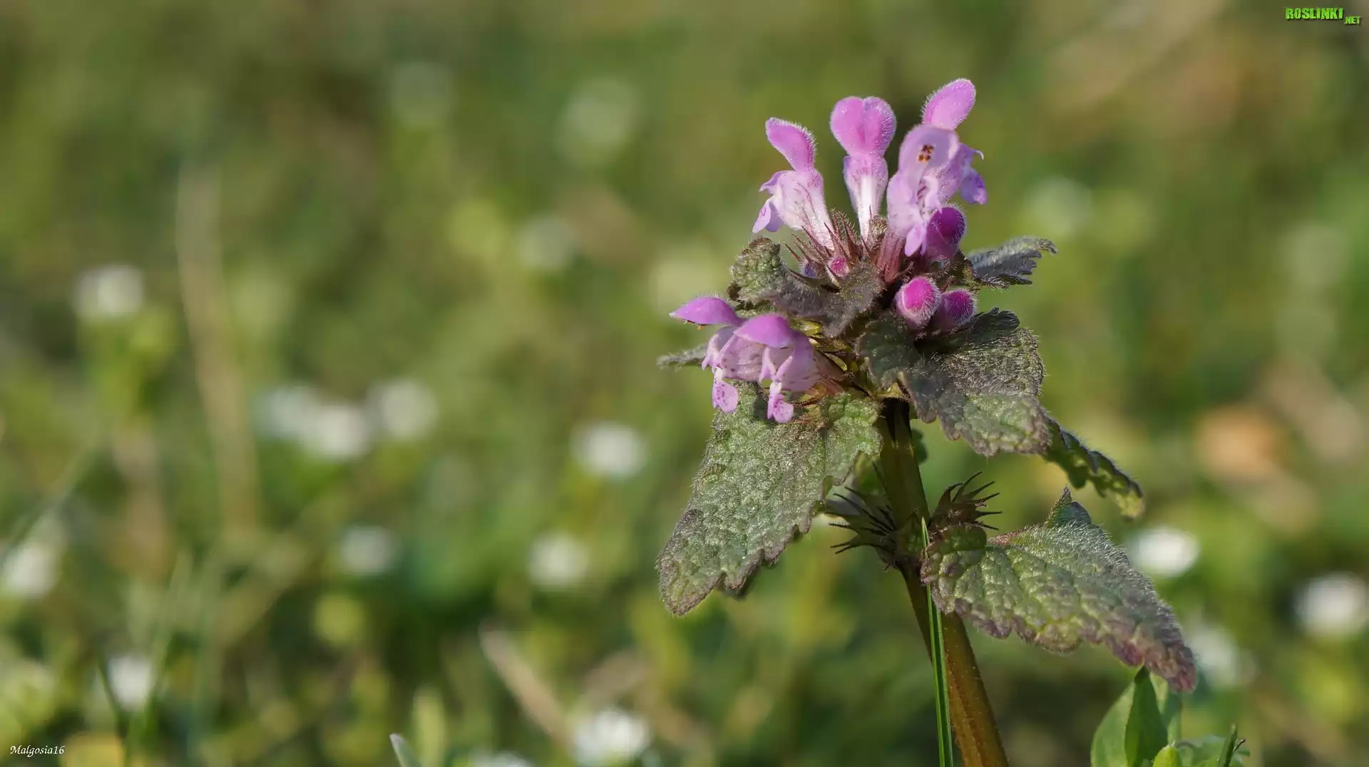 Jasnota Purpurowa