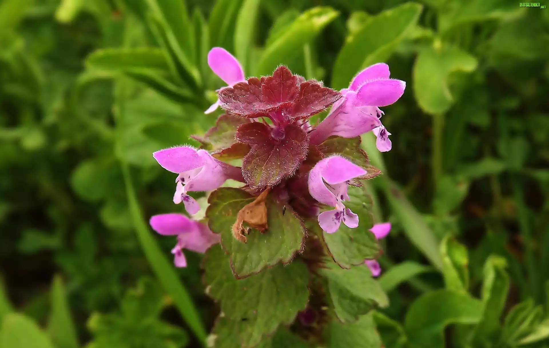 Jasnota Purpurowa, Różowe, Kwiatki